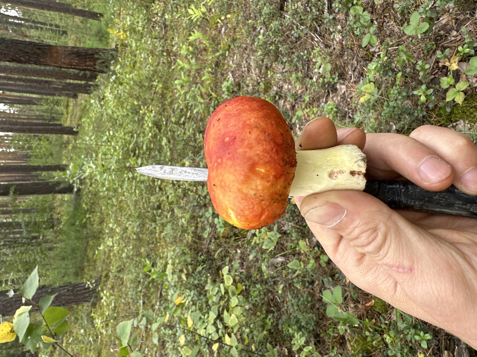 In a forest environment in the vicinity of Sokolovo, Russia, a person is holding a mushroom with a bright red cap and a pale yellow stem, which has a knife inserted into its stem. The mushroom is positioned in the foreground, with the person's hand visible on the left, holding the knife and mushroom. The background consists of a dense forest with tall trees, green undergrowth, and dappled sunlight. The overall scene suggests an outdoor activity such as mushroom foraging.