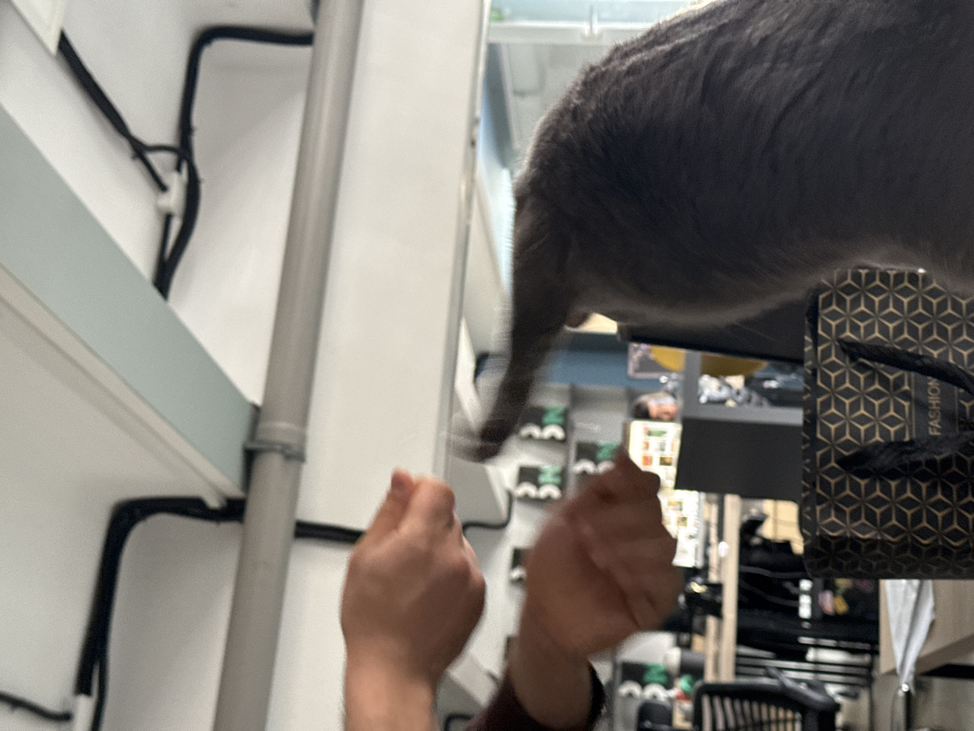 A gray cat is positioned on an elevated surface, with only its rear visible, next to a black and gold "FASHION" shopping bag. A person's hands are raised, reaching towards the cat. The background shows a cluttered interior with shelving and merchandise, characteristic of a retail or storage area. The location cannot be determined to be Yerevan, Armenia based on the image content.