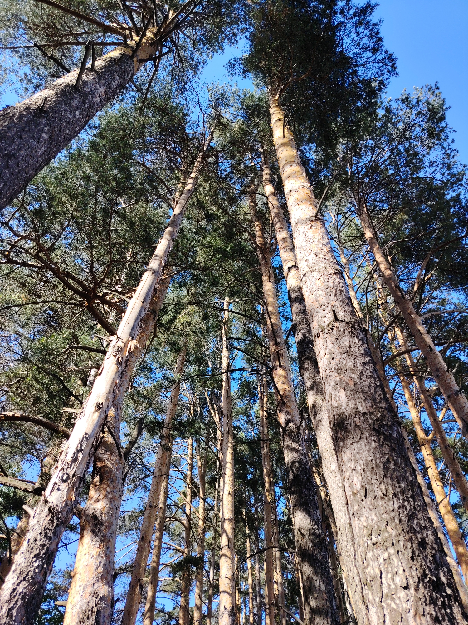 Looking upward, the image captures a dense forest of tall pine trees against a clear, bright blue sky. The tree trunks are predominantly straight, and their bark displays various textures and colors, ranging from rough, dark brown to smoother, lighter shades. The branches are laden with green needles. Sunlight filters through the canopy, creating shadows and highlights on the tree trunks. The perspective suggests the photo was taken from the forest floor. While the precise location in Chaikovsky, Russia is not evident from the image alone, the presence of these coniferous trees is consistent with the boreal forest biome common in that region.