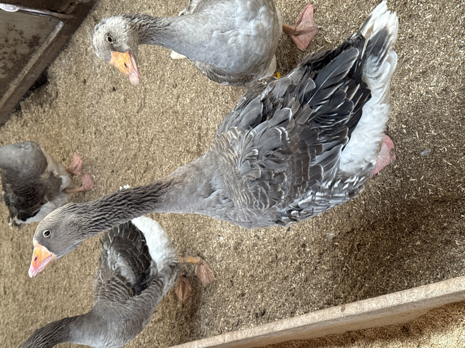 This image, captured in Zaosinovo, Russia, presents an indoor or enclosed farm setting. The scene features four adult geese standing on a ground uniformly covered with dry, light brown, granular bedding material, possibly wood shavings or coarse feed.
In the immediate foreground, a grey and white goose with prominent dark grey back feathers and white underparts is positioned centrally, facing towards the upper left, with its head and orange-pink beak tilted upwards. Its webbed feet are pinkish. To the left, another grey and white goose is partially visible, oriented towards the left, with similar coloration and pinkish webbed feet. To the right of the central goose, a third grey and white goose is visible from its right side, facing towards the right, also displaying an orange-pink beak and pinkish webbed feet. In the upper right background, a fourth grey and white goose is partially visible, appearing to be further away.
Along the lower left edge of the frame, a wooden trough or feeder is partially visible, filled with the same granular material as the ground. A darker, indeterminate structure, possibly a wall or pen barrier, is present in the upper right background. All geese are standing still; no active interactions are discernible between them.