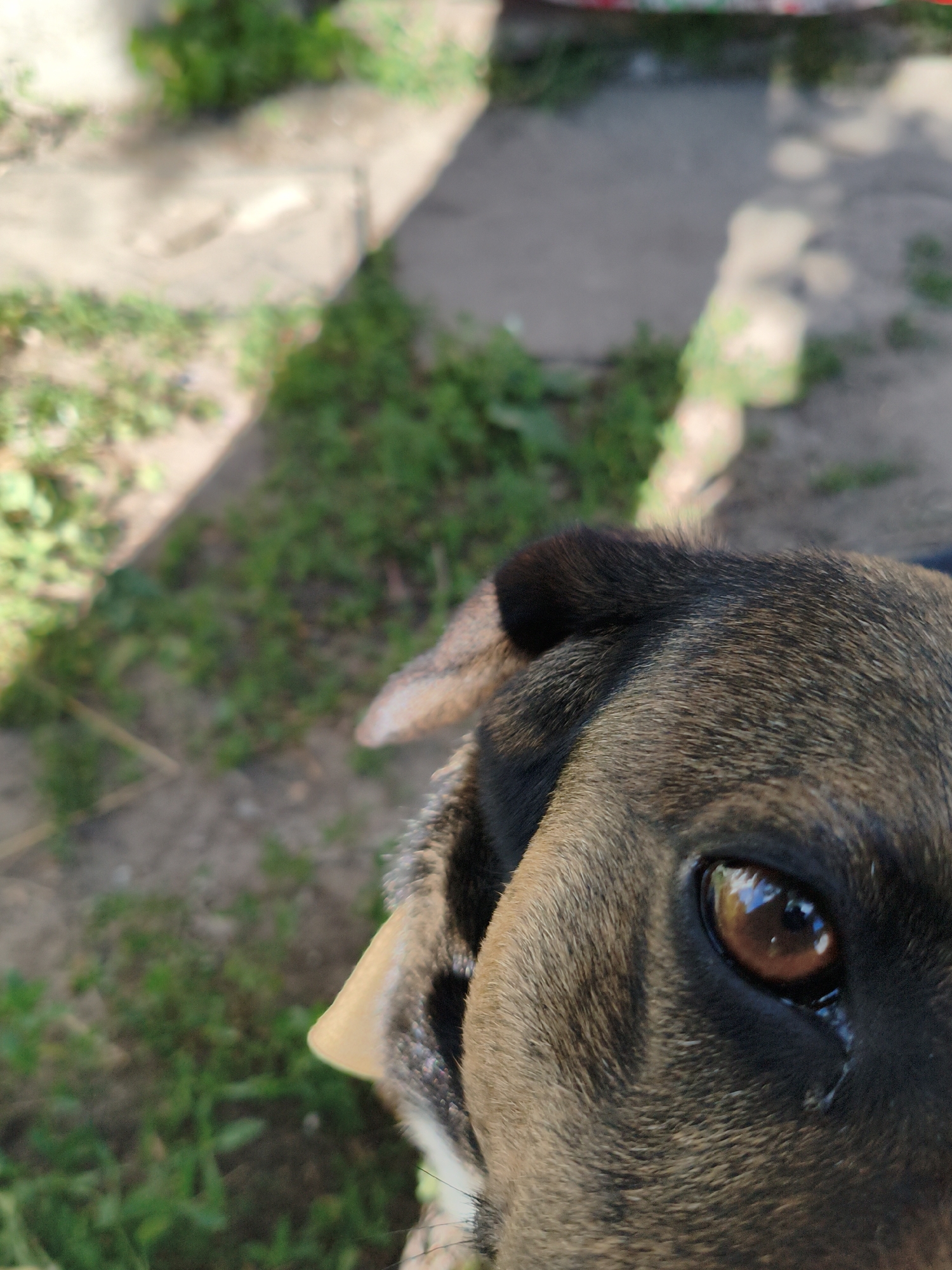 This is a close-up, eye-level shot of a dog's face, with a shallow depth of field that blurs the background. The dog has brown fur with black markings, and its eye is a rich brown with a reflection of the sky. A portion of its ear is visible in the upper left of the frame, and its snout is partially visible in the lower right. The background consists of green grass and a concrete pathway, suggesting an outdoor setting, possibly a yard or park in Ustyvytsia, Ukraine. The lighting indicates it is daytime, with sunlight casting dappled shadows. The dog's expression appears curious or attentive, with a single tear visible on its cheek.
