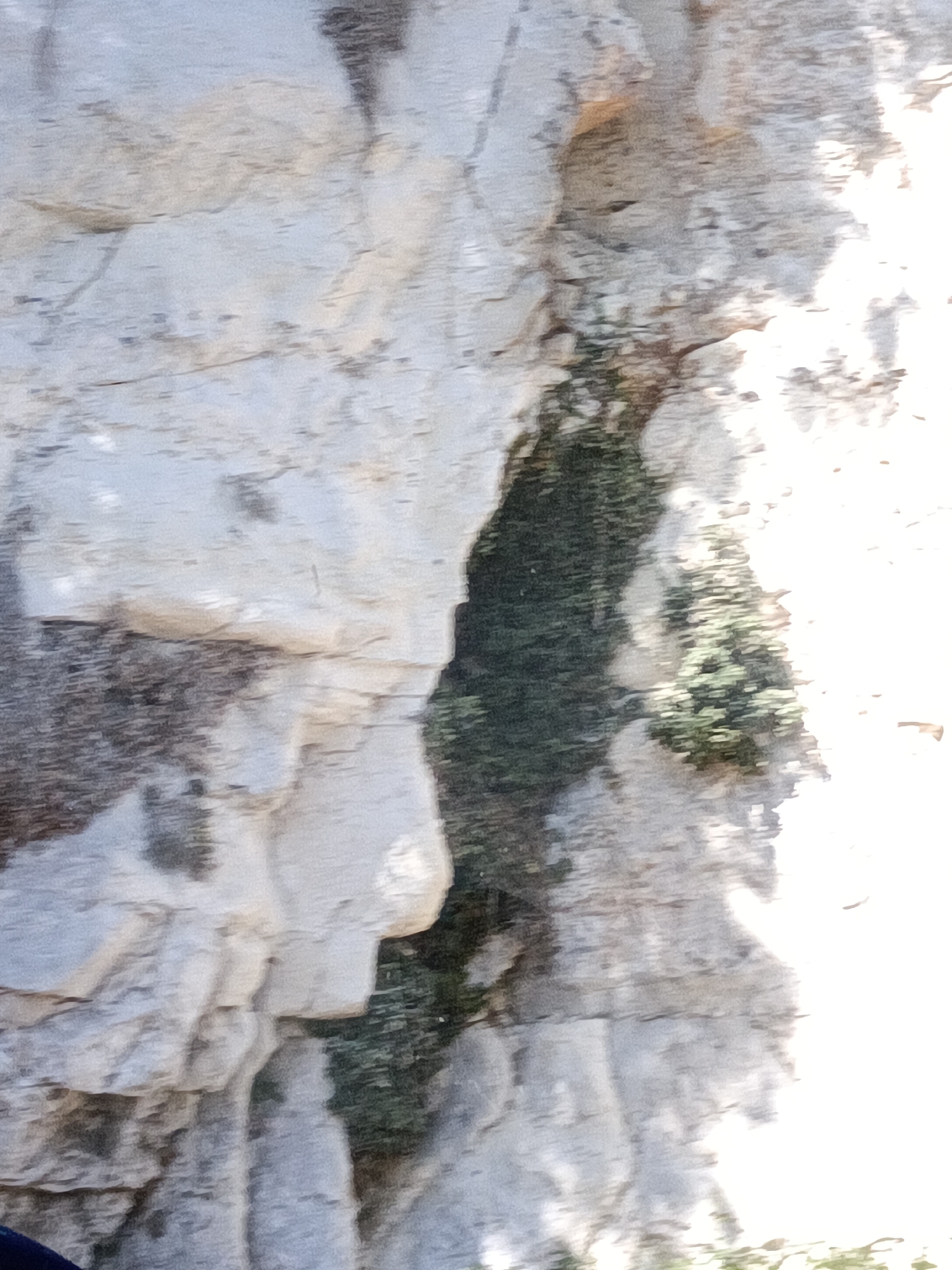 The image depicts a close-up, slightly blurry view of a textured rock face. The rock is predominantly light gray and white, with visible striations and uneven surfaces that suggest a natural formation. In the center of the frame, a dark, vertical crevice runs down the rock face, filled with dense, dark green vegetation, possibly moss or small plants. To the right of the crevice, the rock face is brighter, with some areas appearing washed out by light, and a scattering of small, dark specks. The overall impression is one of a natural rock outcropping, likely outdoors, with a section of vegetation growing in a shaded recess. The location is Saint-Pierre-de-Varengeville, France.