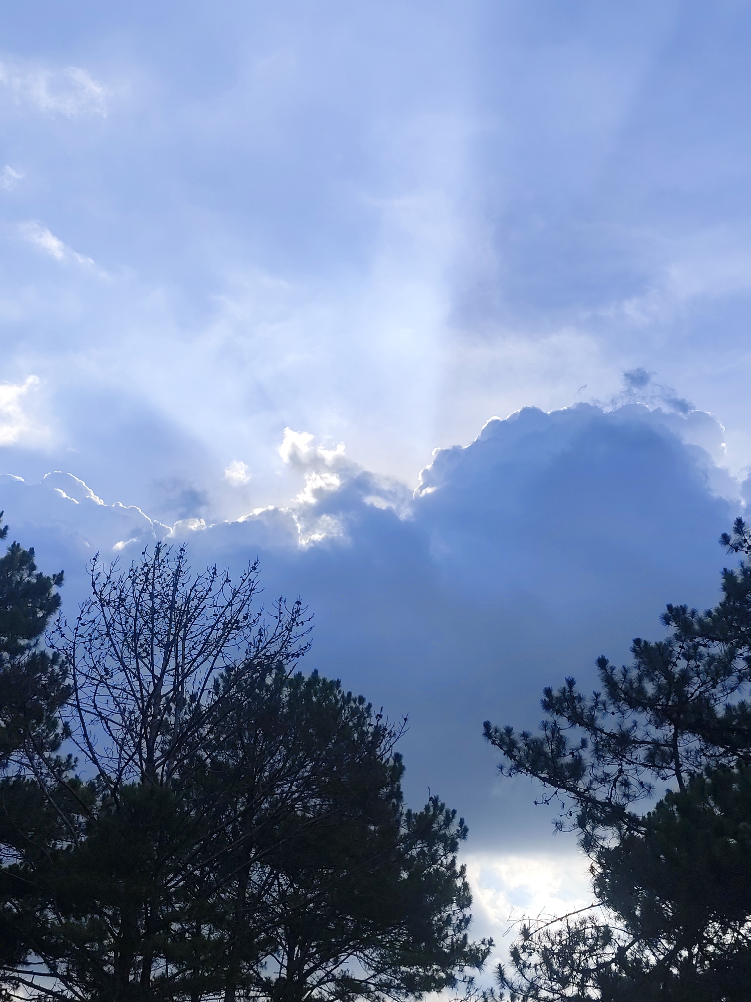The image captures a scene from Lạc Dương, Vietnam. The sky is predominantly blue, filled with various cloud formations. Sunlight pierces through the clouds, creating rays of light. In the foreground, the silhouettes of several trees frame the lower part of the image. The trees are likely pine trees based on their shape and needle-like leaves. The composition suggests a view looking upwards, capturing the sky and treetops.