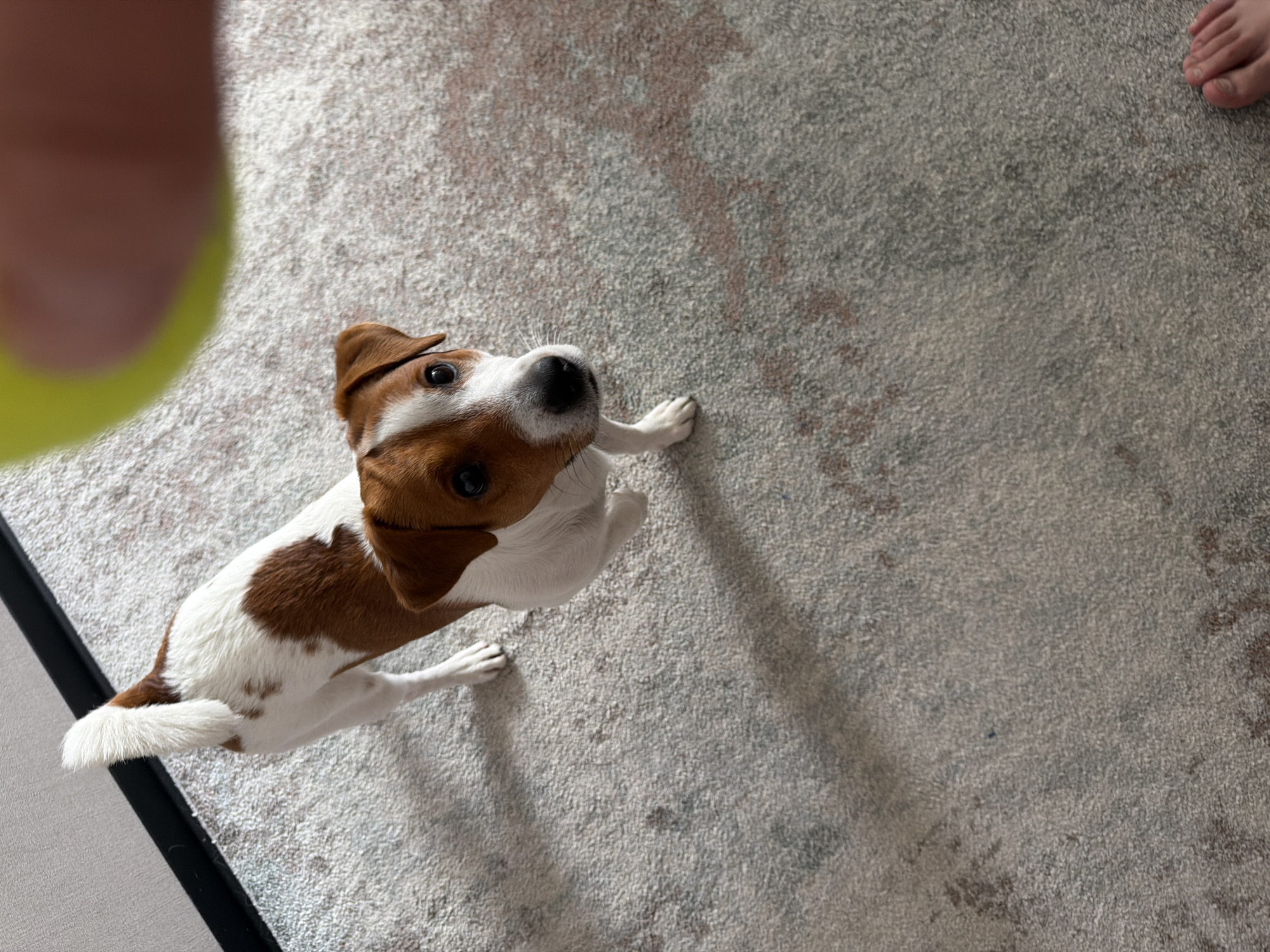 A Jack Russell Terrier dog stands on a textured carpet in an indoor setting. The dog is predominantly white with brown patches on its head and back. Its tail is held high and is bushy and white. The dog is looking upwards, likely at a person holding a yellow ball, which is partially visible at the top of the frame. The carpet has a pattern with reddish-brown and grey tones. The lower right corner of the image shows a bare foot. The environment appears to be a room, possibly a living room or hallway, as suggested by the carpet and the hint of a wall or furniture in the upper left. The image was taken from a slightly elevated perspective, looking down at the dog. There are no specific indicators in the image to suggest it is located in Moscow, Russia.