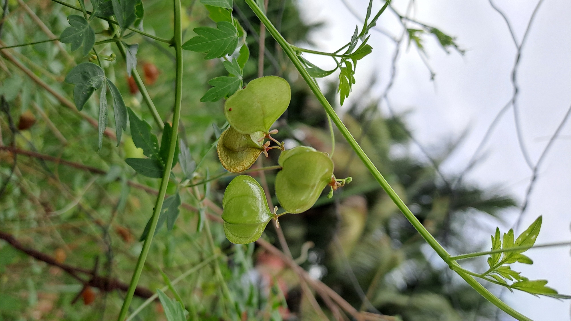 In a close-up, vertical shot, a vine with delicate green leaves and three translucent, inflated seed pods is the central focus. The pods, ranging in size and shape from heart-like to almost spherical, hang suspended from thin stems. One pod on the left appears to be partially opened, revealing a more opaque, dried interior. The vine is intertwined with a thin, rusty wire. In the background, lush green foliage and the fronds of a palm tree are softly blurred, suggesting an outdoor setting. The sky above is overcast and light grey. The image was taken in Julicotmeurak, Indonesia, with a shallow depth of field that accentuates the seed pods and vine against the bokeh background. There are no people or animals present in the scene, and no actions are depicted. The environment is naturalistic and slightly overgrown, with the wire suggesting human intervention in the otherwise wild setting.