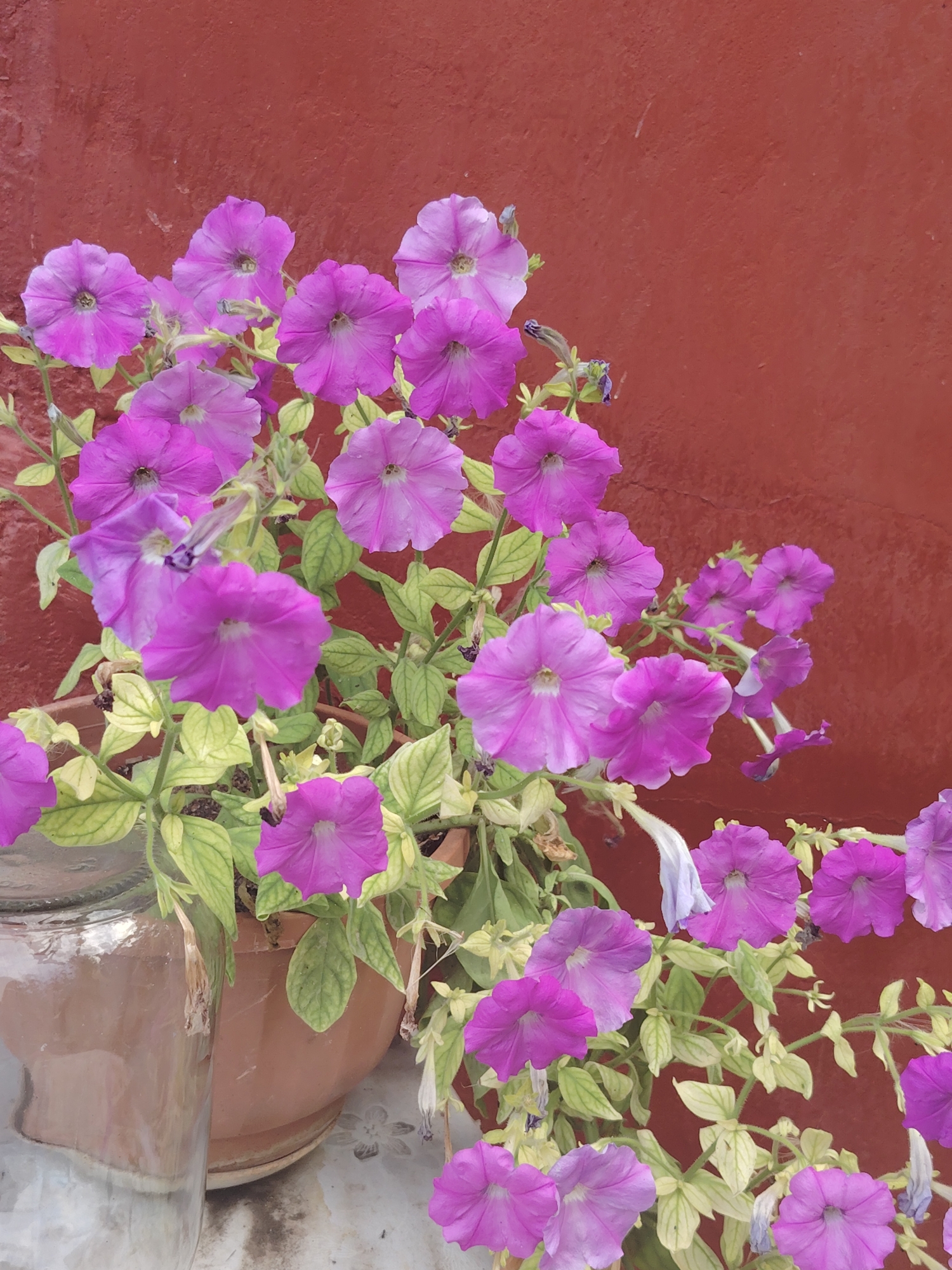 A cluster of vibrant pink petunias blooms in front of a textured, dark red wall. The flowers, with their trumpet-shaped petals, are abundant, some fully open and others in bud. They are planted in a terracotta pot, partially visible on the left side of the frame. The leaves of the petunias are a light green, some showing signs of yellowing, hinting at their stage of growth or care. The background wall has a rough, stucco-like finish, suggesting an outdoor setting in a city like Степное, Russia. The lighting is soft, creating gentle shadows that highlight the floral forms.