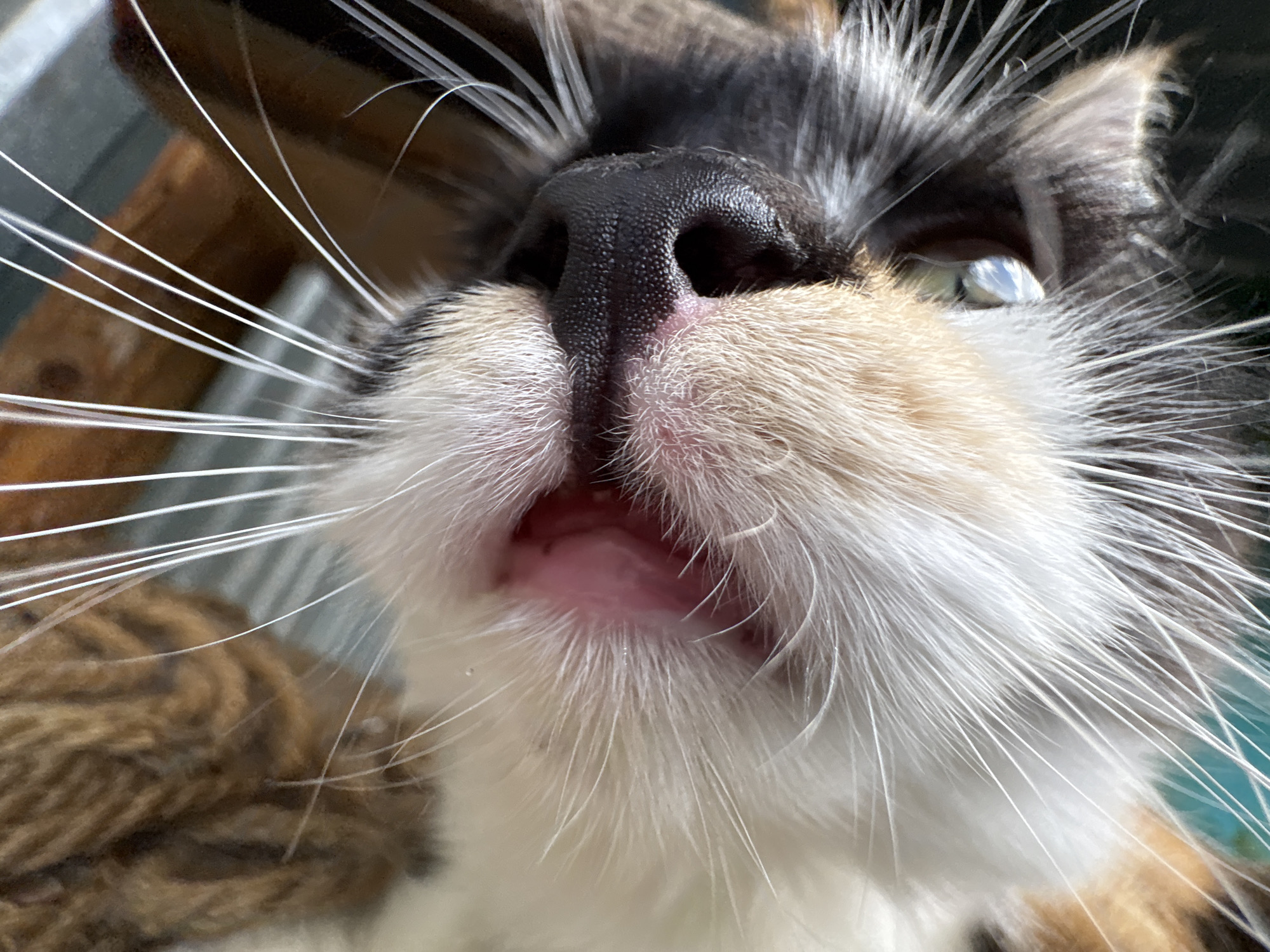 The image is a close-up, low-angle shot of a calico cat's face, focusing on its nose and mouth. The cat's black nose is detailed with small pores. Its mouth is slightly open, revealing a pink tongue and the inside of its mouth. Long, white whiskers fan out from its muzzle, some of which are blurred due to the shallow depth of field. The cat's fur exhibits patches of black, white, and orange. The background is a blurry mix of brown and teal, suggesting an indoor environment. There is no discernible location in Almaty, Kazakhstan.