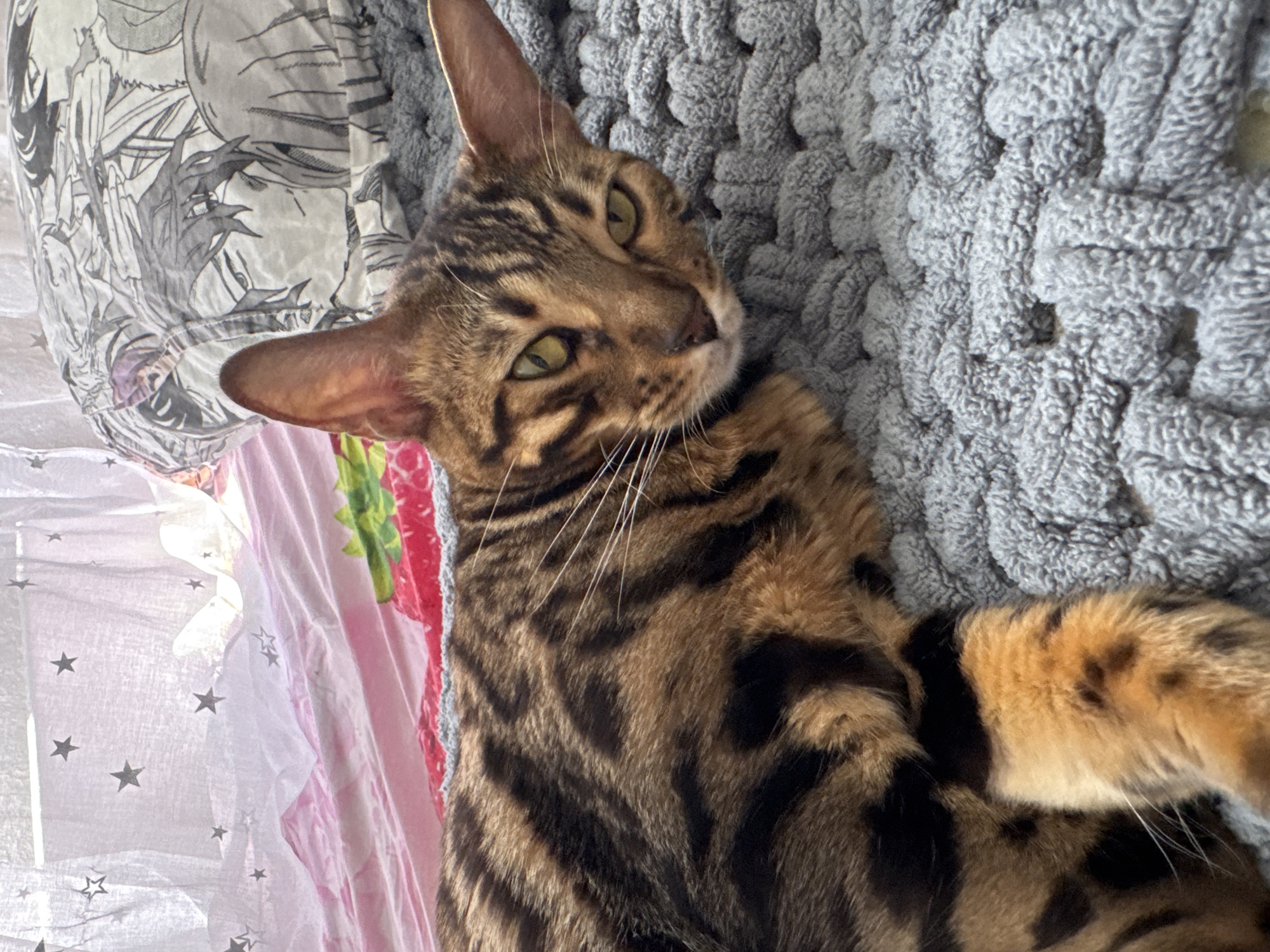 A Bengal cat is lying on a textured gray blanket. The cat has distinctive black spots and stripes on its golden-brown fur. Its eyes are a striking green-yellow, and it is looking directly at the camera. In the background, a bed is visible with bedding that features a pink and white pattern with stars, and another pillow with a black and white anime-style drawing. The scene is indoors, likely a bedroom.