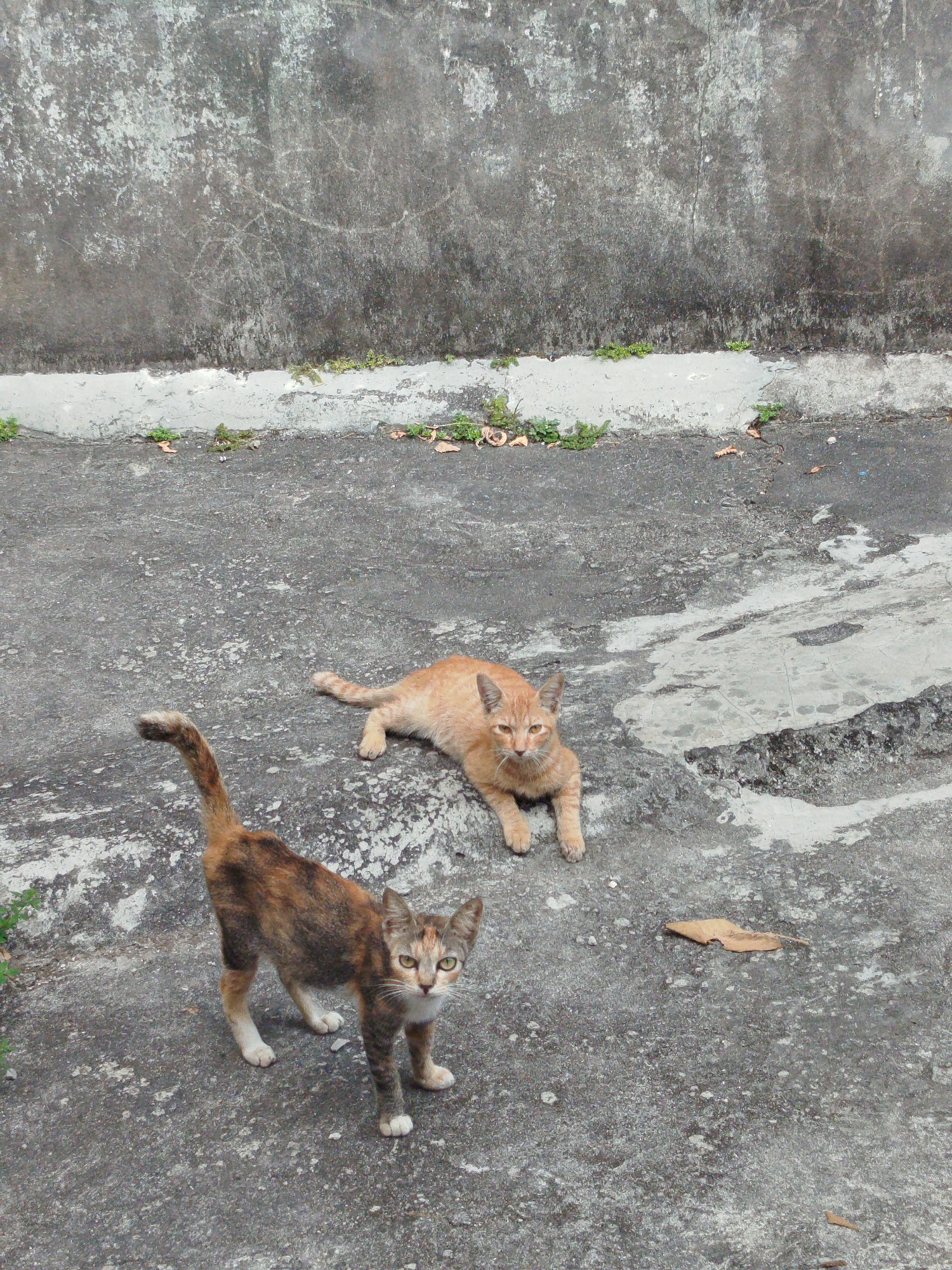 Two cats are in an outdoor urban environment. In the foreground, a calico cat stands on a concrete surface, facing the camera. Its fur is a mix of brown, black, and white. To the right and slightly behind it, an orange tabby cat lies down on the same concrete surface, also facing the camera. The background consists of a textured, grey concrete wall with patches of lighter grey and dark grey, indicating wear and possibly moss or mildew. A narrow strip of lighter grey concrete runs horizontally along the base of the wall, and small green plants and scattered dry leaves are visible on the ground. The scene appears to be a side street or alleyway in Balikpapan, Indonesia, given the style of the concrete wall and the presence of stray cats, common in tropical urban settings. The lighting suggests it is daytime.