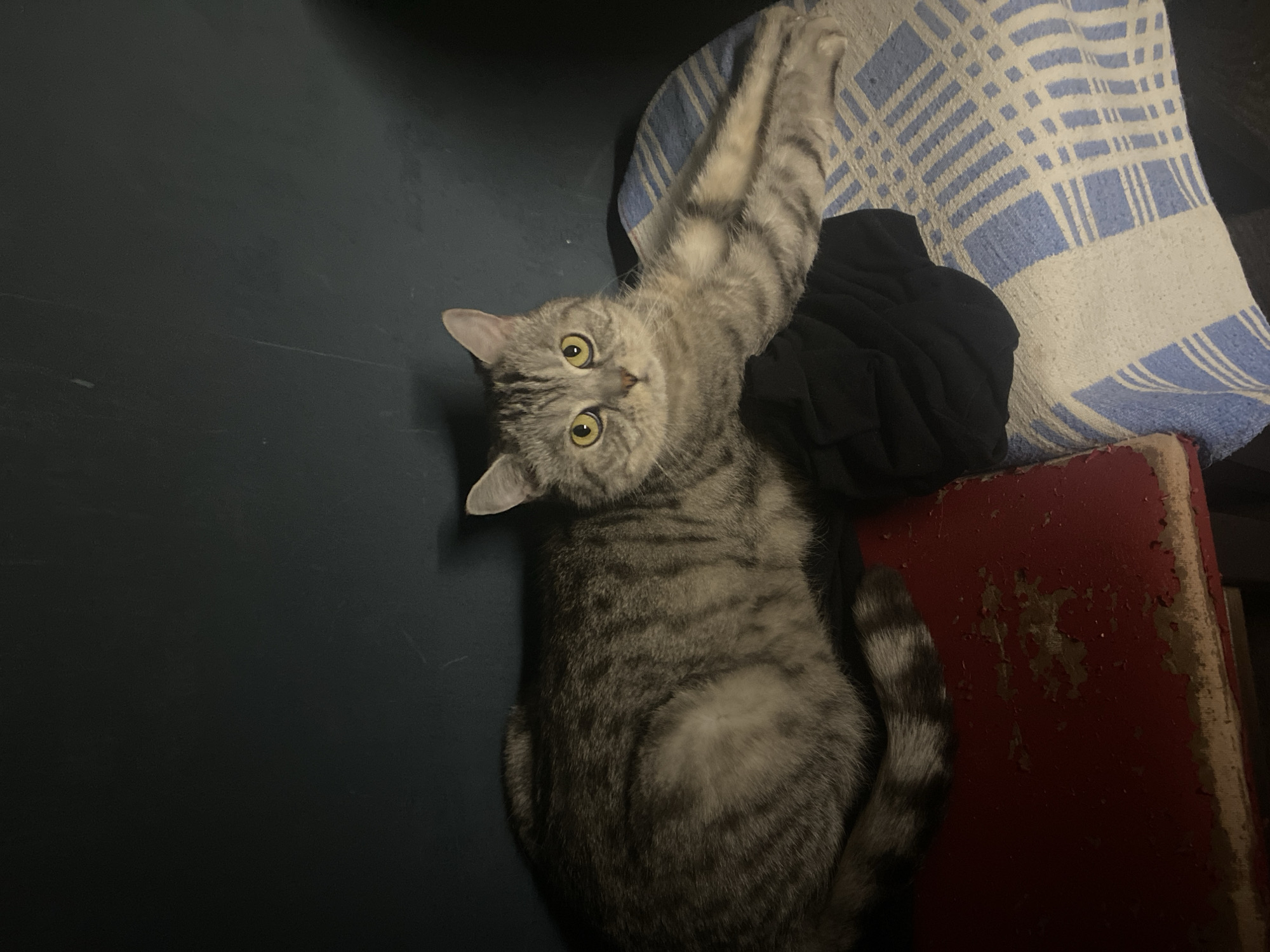 A domestic short-haired cat, primarily grey with dark tabby stripes, is prominently featured in a medium-shot image, looking directly towards the viewer. The cat is lying down on its side, with its body stretched towards the right, and its front paws extended upwards and slightly to the right, resting on a patterned blanket. Its head is tilted, and its large, round, yellow-green eyes are wide open, conveying a sense of alertness or curiosity.
To the left of the cat, a solid dark blue or black surface, possibly a wall or furniture, fills a significant portion of the background. On the right side of the frame, behind the cat's extended paws, is a blue and white patterned blanket or towel with a geometric, grid-like design. Below this blanket and partially obscured by the cat's tail, there is a distressed red object, possibly a wooden box or piece of furniture, showing significant wear with peeling paint and exposed lighter material underneath. A crumpled piece of black fabric is visible near the cat's outstretched front paws. The lighting is dim, suggesting an indoor setting during evening hours or a poorly lit room. No text is visible in the image. While the provided location context is Chaikovsky, Russia, no specific visual cues within the image confirm this location.