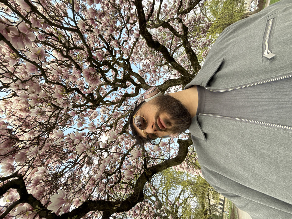 A low-angle outdoor photograph depicts a male subject positioned beneath a large, flowering magnolia tree. The tree, primarily composed of bare, dark branches adorned with numerous light pink and white blossoms, dominates the upper frame against a clear light blue sky. The male, an adult with dark hair and a full dark beard, is seen from the chest up. He wears dark, round-frame sunglasses with amber lenses and light rose-gold over-ear headphones. His clothing includes a grey ribbed t-shirt and an open grey zippered jacket, which features a prominent silver zipper track and a distinctive silver zipper pull on the lower right pocket. The subject's gaze is directed slightly upwards and to the viewer's left. The background reveals a blurred park setting with green grass, distant trees with light green foliage, and a partial view of a large building to the far left. This scene is located in Strasbourg, France, in a public park environment consistent with the Parc de l'Orangerie.