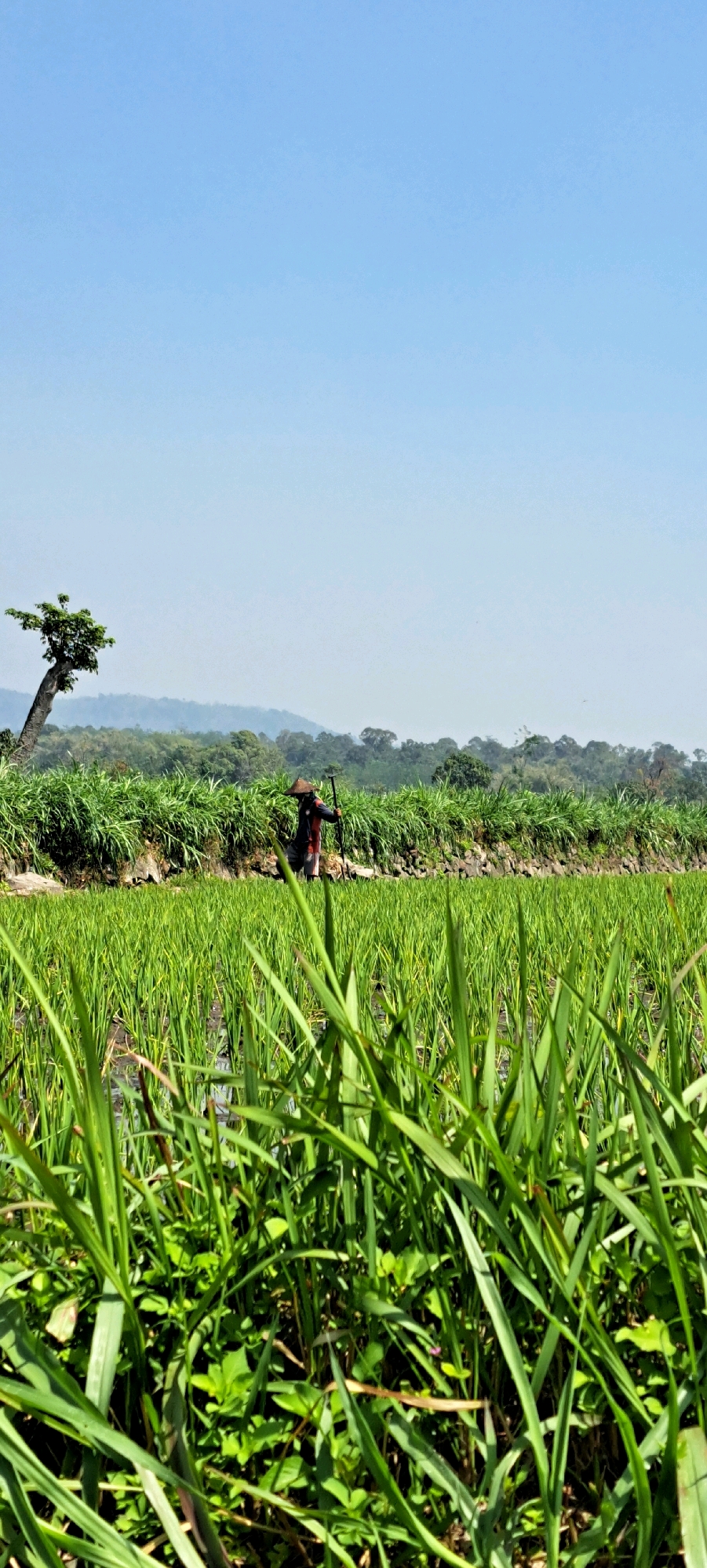In Watuagung, Indonesia, a person wearing a conical hat and dark clothing stands in a lush green rice paddy under a clear blue sky. The individual is holding a farming tool, possibly a rake or hoe. The foreground of the image is dominated by tall, vibrant green grass, with a narrow embankment of denser vegetation and stones visible behind the rice field. A solitary, leaning tree with a sparse canopy stands to the left, silhouetted against a backdrop of rolling, tree-covered hills that fade into a hazy horizon. The scene suggests a rural agricultural setting, likely during daylight hours.