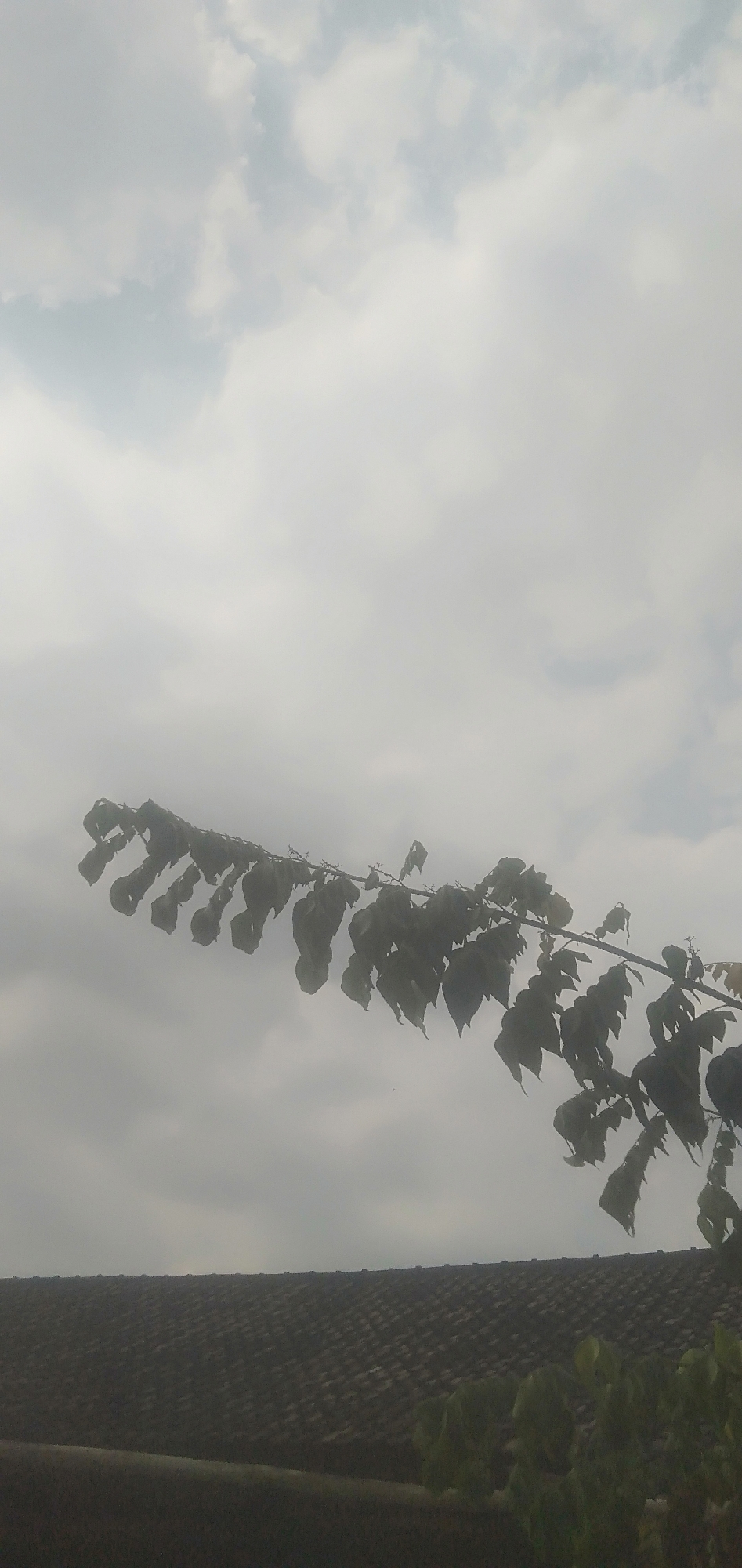 The image captures a cloudy sky above a tiled rooftop in Plemahan, Indonesia. A branch with dark, drooping leaves extends diagonally across the upper half of the frame, silhouetted against the overcast sky. The rooftop is dark and textured, with rows of overlapping tiles. In the lower right corner, glimpses of green foliage can be seen, suggesting the presence of trees or bushes. The overall impression is one of a somewhat subdued or overcast day.