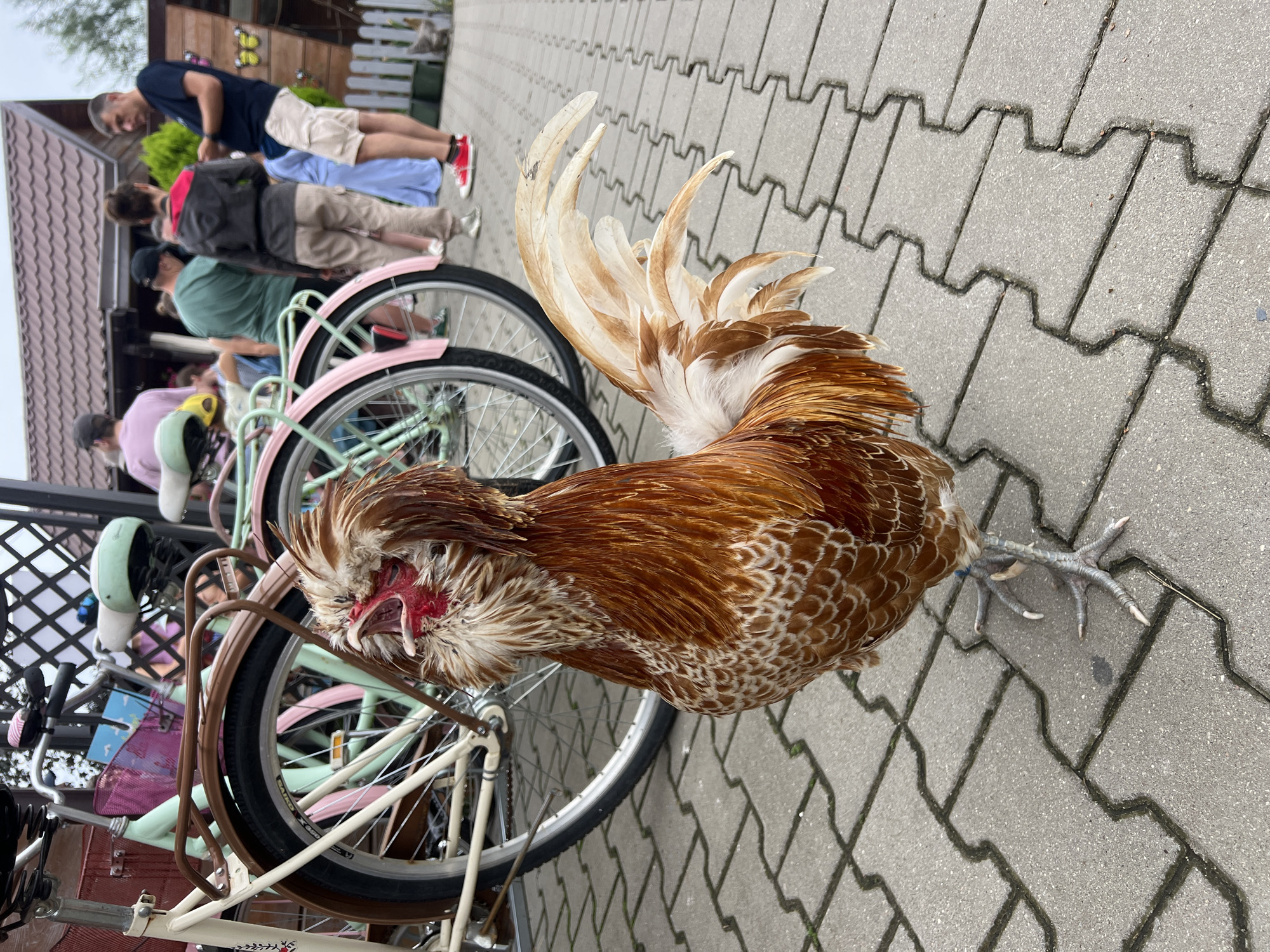 A rooster with brown and white plumage stands on a paved walkway in front of a row of bicycles. The rooster's mouth is open, revealing a red comb and wattle, and its head is tilted upwards. The bicycles, which appear to be vintage style with pastel-colored frames and baskets, are parked behind the rooster. In the background, several people are visible, some walking and others standing, near a building with a tiled roof. The scene is outdoors, with overcast sky. This location is in Bujenka, Poland.