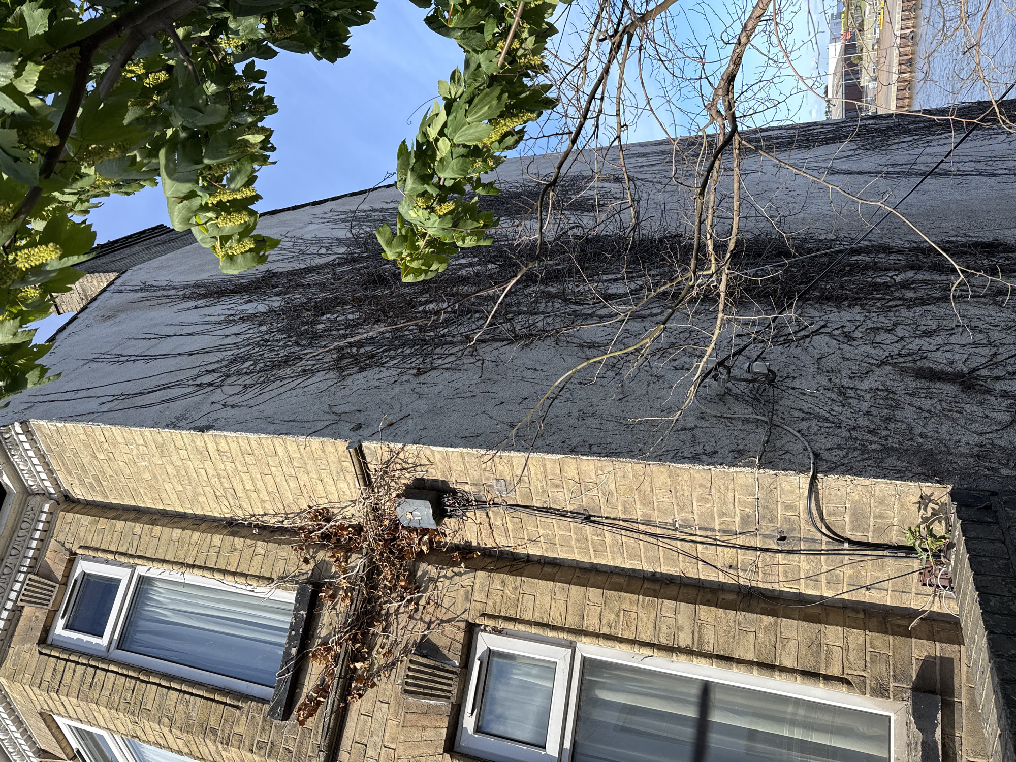 A low-angle shot shows the exterior of a brick building, likely located in Great Yarmouth, United Kingdom, although no specific landmarks confirm this. The building's facade is two-toned. The lower section has light-brown brickwork with visible windows, while the upper section is covered in a textured white material. A dense network of what appears to be dead ivy clings to the white portion. Green foliage from a tree overhands the top of the building, partially obscuring the blue sky. Several wires are affixed to the brick part of the building. The photo is taken in daylight, creating strong shadows.