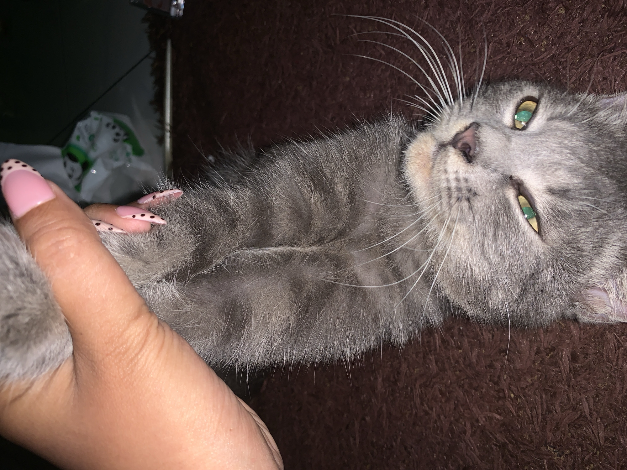 A person's hand, with pink fingernails adorned with black dots, gently holds a grey tabby kitten upside down by its scruff. The kitten's face is visible, showing its green eyes and prominent white whiskers. The background is a dark, textured surface, possibly a rug, with some out-of-focus objects in the upper right corner. There is no information in the image to determine the location in the city of Jajag, Indonesia.