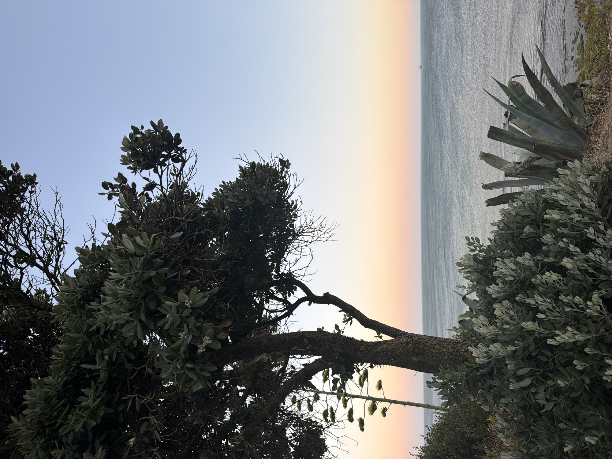 An outdoor, eye-level shot captures a view of the ocean at dusk. The foreground is dominated by lush green vegetation, including a large tree on the left with a trunk that is thick and textured. Beside the tree is a tall, spiky agave plant. In the background, the calm ocean stretches to the horizon, meeting a sky that transitions from a soft pastel gradient of pink, orange, and yellow near the horizon to a clear, pale blue above. The overall atmosphere is serene and tranquil, with no people or animals visible. The scene appears to be located along the coast of Cascais, Portugal, a picturesque town known for its natural beauty.