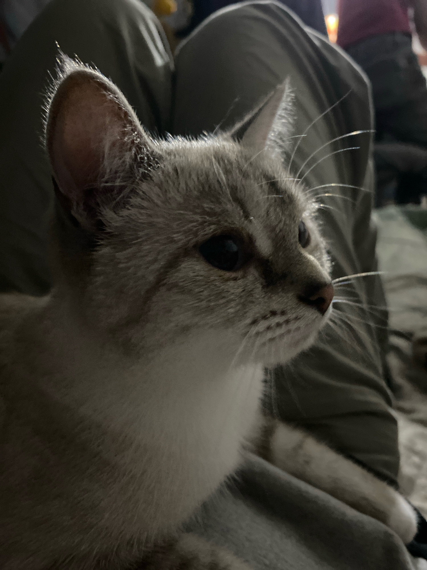 A close-up, horizontal, eye-level shot features the head and upper body of a light gray and white tabby cat. The cat is positioned to the left of the frame, facing right, with its body resting on the lap of a person wearing dark green pants. The cat's gaze is directed to the right, and its ears are pricked forward. The background is blurred, but suggests an indoor setting with indistinct shapes and a hint of orange light. The lighting is dim, casting shadows and highlighting the cat's fur and whiskers. There are no discernable landmarks or elements that would indicate the location within Overyata, Russia.
