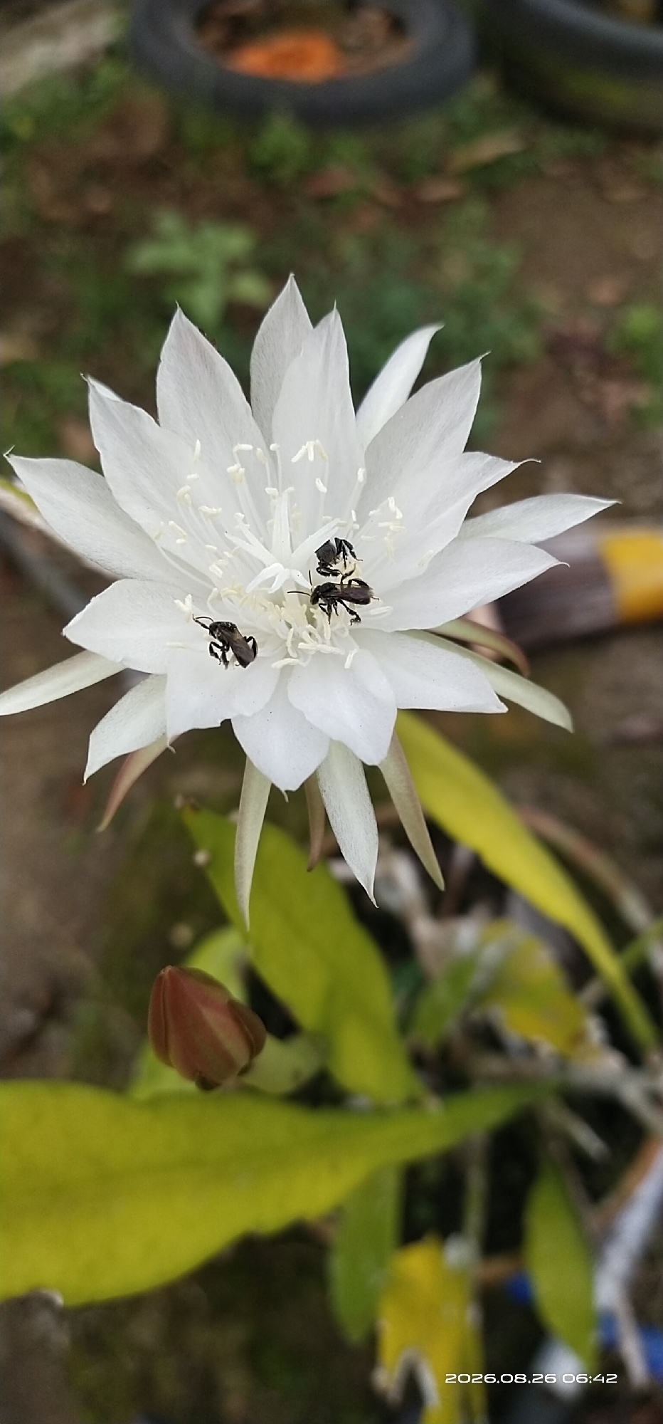 In Matabu, Indonesia, a white flower is in full bloom, its petals delicate and star-shaped, with numerous stamen clustered at its center. Three small black insects, likely bees, are actively engaged in pollinating the flower, two clustered together in the center and one slightly off to the side. The flower appears to be part of a cactus plant, as indicated by a closed bud visible in the lower left quadrant of the image. The background is softly blurred, suggesting an outdoor setting with greenery and hints of what appear to be tires or similar objects in the distance, possibly in a yard or garden. The overall lighting is natural, with a timestamp in the lower right corner indicating the image was captured on August 26, 2026, at 06:42.
