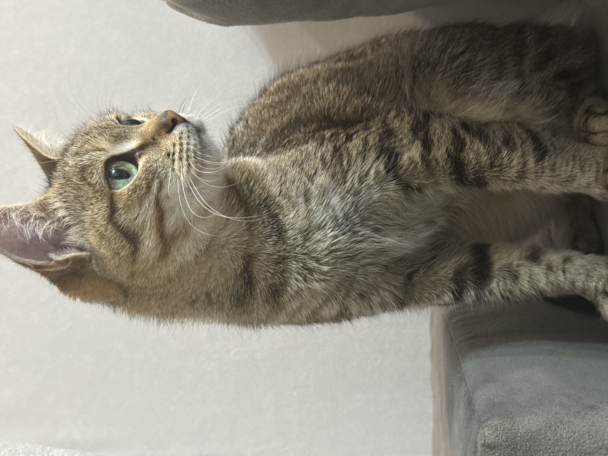 A close-up shot depicts a tabby cat lying on a grey, soft surface. The cat's head is tilted upwards and to the left, its green eyes open. It has tabby markings, including stripes and spots. Long white whiskers extend from its face. Part of the cat's body is visible, displaying the tabby pattern. A section of the grey surface is visible in the upper and lower right areas of the frame. The background is a plain white wall. The location of the city of Chaikovsky, Russia is not discernible from the provided image.