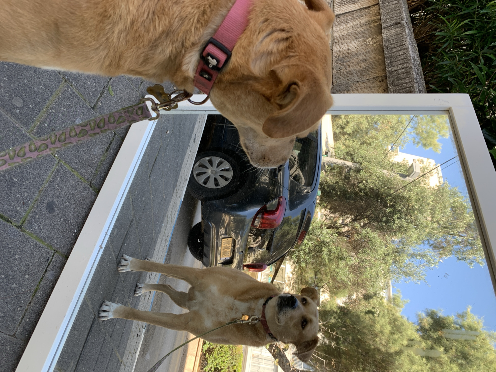 A dog on a leash is looking into a mirror, while another dog is standing on the other side of the mirror, looking into it. The reflection shows a black car parked on the street, trees, and a building. The location is Tel Aviv, Israel, as indicated by the license plate on the car, which says "380 90-308" and has Hebrew text.