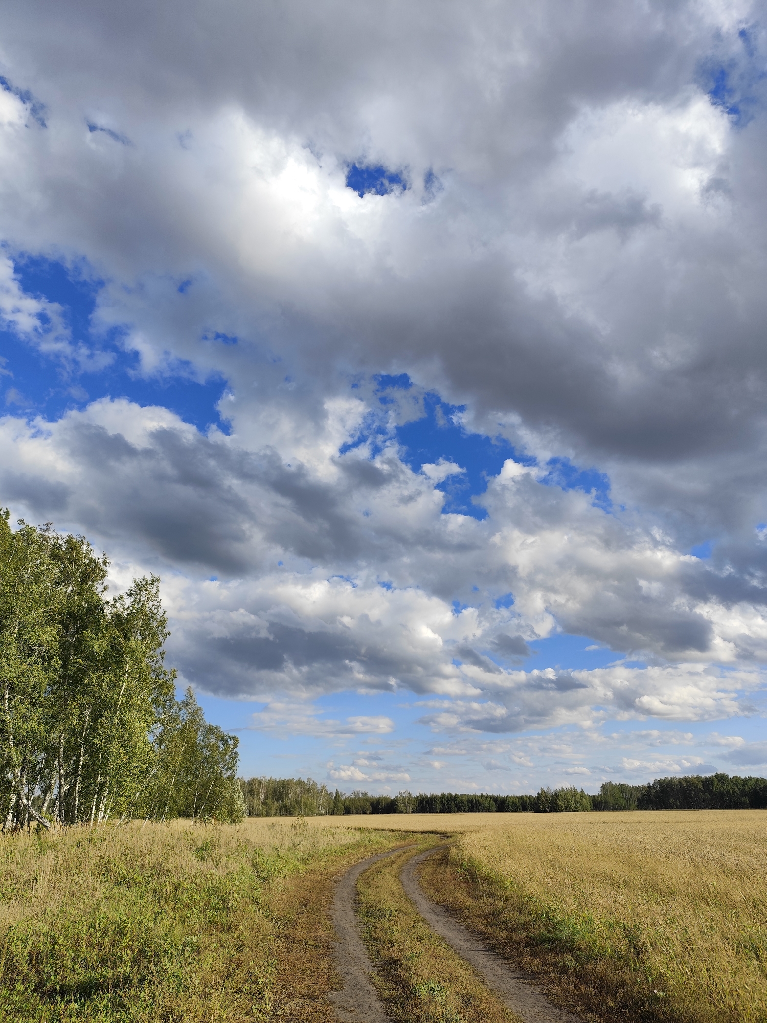 A dirt road curves through a dry, golden field of grass and crops. To the left, a cluster of birch trees with white trunks and green foliage stands tall, bordering the field. In the distance, a dense line of dark green trees forms the horizon. The sky above is a mix of deep blue patches and dramatic, billowing grey and white clouds. The overall scene depicts a rural landscape in Березов ауылдық округі, Kazakhstan, under a dynamic sky.