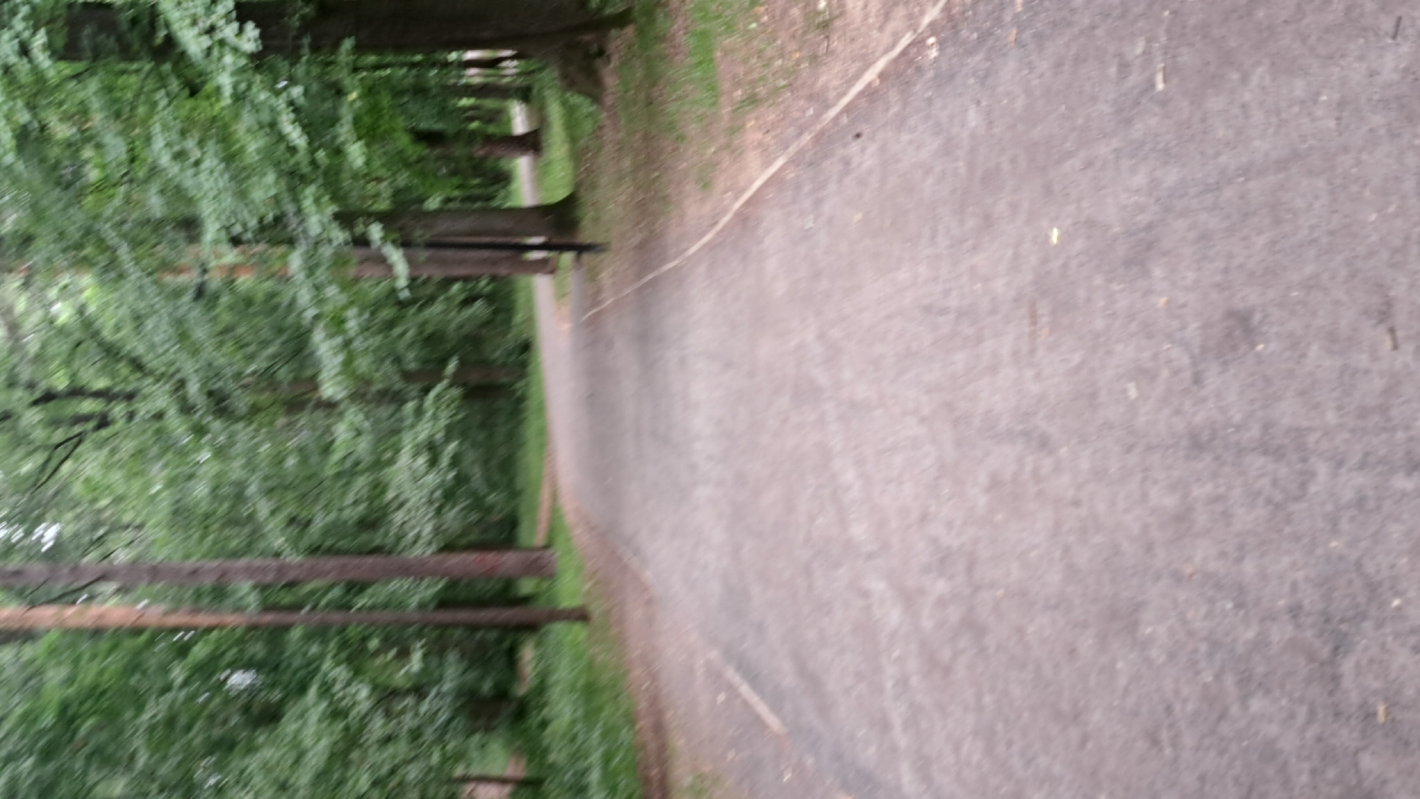 The image depicts a blurred, low-angle perspective of a paved path winding through a wooded area. The path is a dull, light gray color, with a thin, lighter-colored line running along its right edge, possibly marking a boundary or lane. The surrounding environment is dominated by dense foliage and trees, with the leaves appearing a vibrant green. The trees are tall and slender, with visible bark textures and shadows cast by their branches. The overall impression is one of a tranquil, natural setting, likely a park or a walking trail within a green space. The image's blurriness suggests movement, possibly captured while walking or cycling. Without specific landmarks or identifying features, it is impossible to determine the exact location within Lytkarino, Russia.