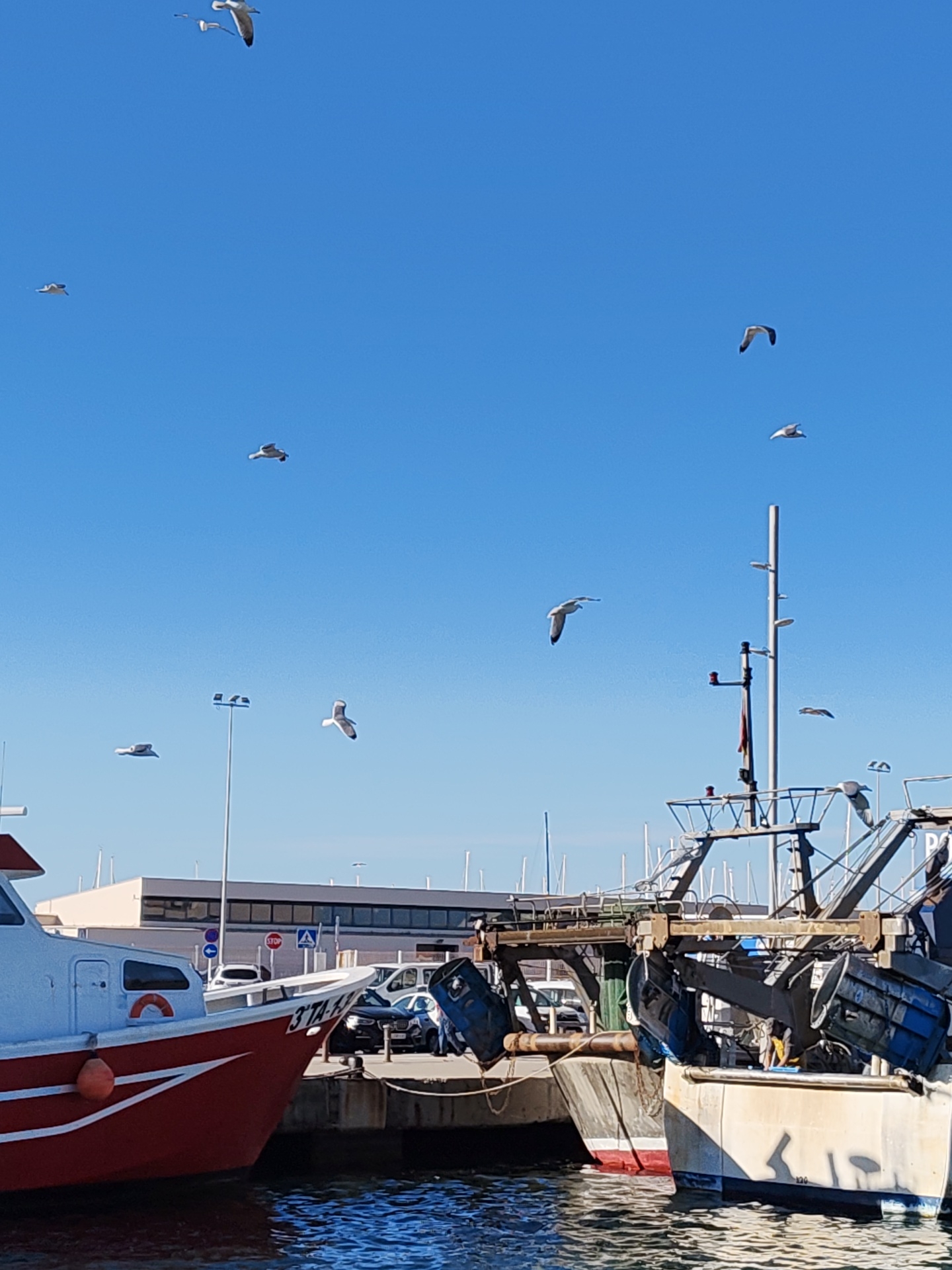 The image presents a daytime scene at the Port of Dénia, Spain, under a clear, bright blue sky. The lower half of the frame is dominated by dark blue water reflecting sunlight, upon which several vessels are moored.
On the left, a red and white fishing boat is prominently positioned, displaying the registration "3 TA-K" on its bow and an orange fender attached to its hull. To the right of this vessel, two large, weathered fishing trawlers are docked side-by-side. These trawlers feature extensive metallic rigging, booms, and large blue cylindrical fishing equipment suspended from their structures. One seagull is perched on the rigging of the rightmost trawler.
Above the boats, a minimum of eleven individual seagulls are captured in various stages of flight across the vast expanse of the unobstructed blue sky.
The background reveals a concrete quayside populated with several parked vehicles, including dark sedans and a white van. Behind the vehicles stands a modern, multi-story building characterized by a flat roof and numerous dark-tinted windows. Utility poles, including tall streetlights with multiple fixtures, and various traffic signs (a red circular STOP sign, a blue circular no entry sign, and a blue square directional sign) are visible on the quayside. In the distant background, numerous masts from additional boats suggest the presence of a larger marina. No discernible human figures are present within the frame.