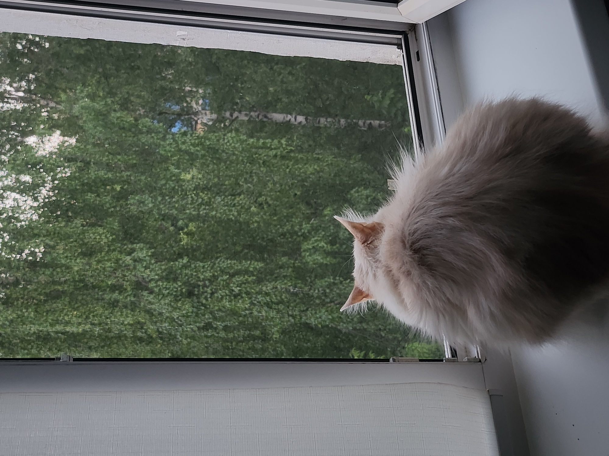 A white cat is perched on a window sill, looking out through a screened window. The cat's back is facing the viewer. Outside the window, dense green trees fill the view, with hints of buildings visible through the foliage. The window frame is white, and the wall next to the window is a light gray. The location is Unknown, Unknown.