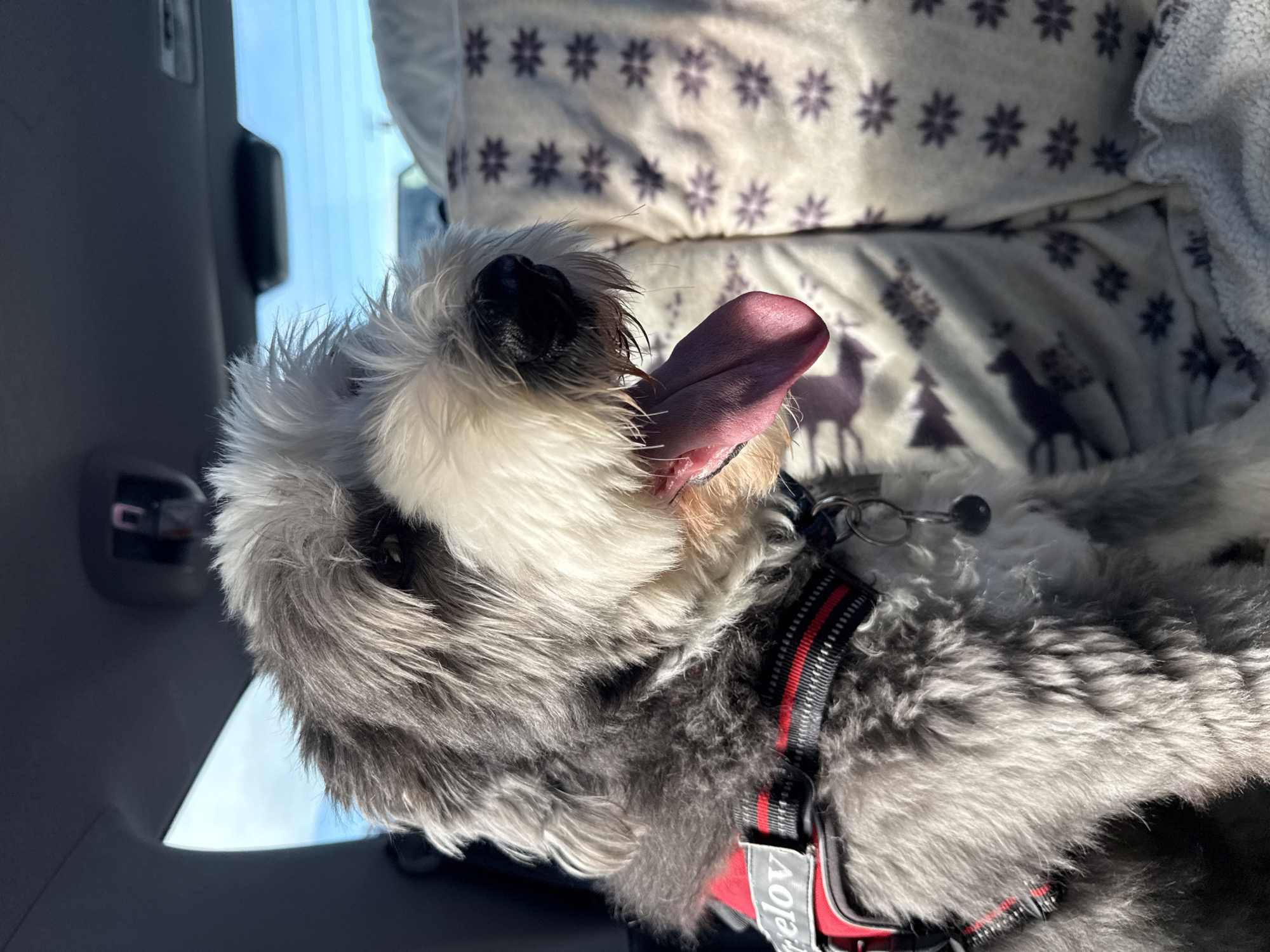 A close-up shot features a dog with a predominantly grey and white coat, lolling its pink tongue. The dog wears a harness with red and black accents. The dog appears to be in a car, with parts of the interior visible, including a seat covered with a white and patterned blanket. Sunlight streams through a window on the left side of the image. The dog's head is tilted upwards, exposing its open mouth.