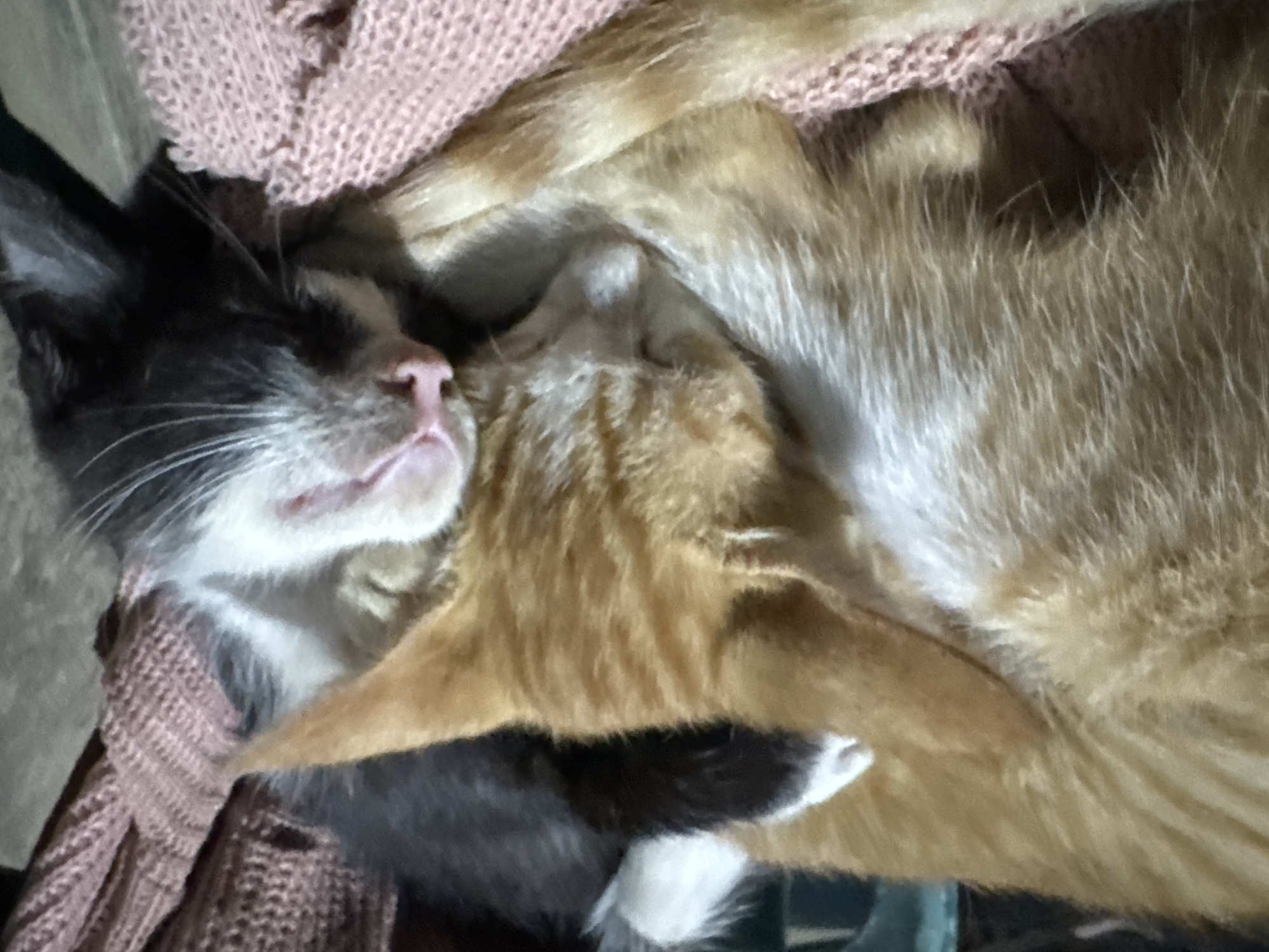 The image shows two cats sleeping curled up together on a pink knitted blanket. The cat in the foreground is orange with white markings, and its head is resting on the other cat. The second cat is black and white, with its face partially visible and its pink nose twitching slightly. The blanket appears to be soft and textured. The background is out of focus, but suggests an indoor setting. The image has a warm and cozy feel, capturing a moment of peaceful rest for the two animals. There is no specific information about the location in Meunasah Raya, Indonesia.