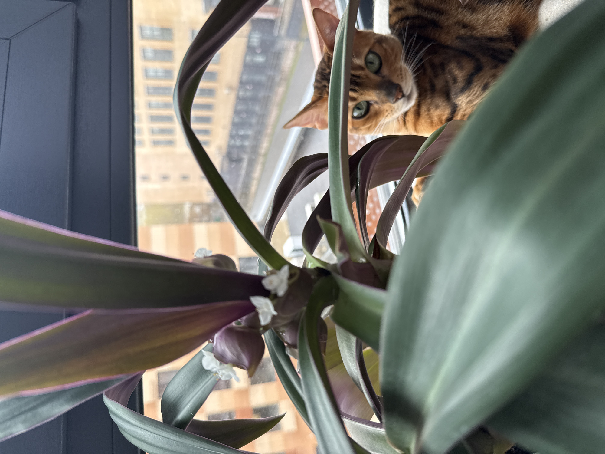 A medium shot shows a Bengal cat looking down from behind a flowering plant set on a windowsill. The plant, an Oyster plant (Tradescantia spathacea), has long, pointed green and purple leaves, with clusters of small white flowers blooming near the center. The cat has a distinctive golden-brown coat with dark brown spots and stripes. Its green eyes are focused on the viewer. Outside the window, high-rise buildings can be seen in the background, suggesting an urban setting. The window frame is dark gray. No people are visible in the scene. The precise location in Moscow, Russia cannot be determined solely from this image.