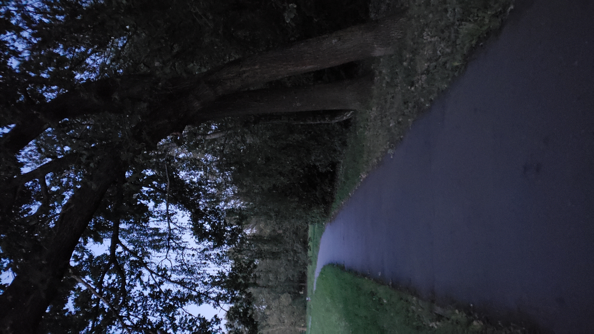 The image shows a dark, paved pathway curving through a park-like setting. The pathway is bordered on the left by a grassy area and on the right by dense trees and foliage. Large tree branches with dark leaves overhang the pathway from the top left of the frame. The sky, visible through the leaves, is a deep, dusky blue, suggesting either early morning or late evening. The overall lighting is dim, creating a shadowy and somewhat mysterious atmosphere. There are no people or specific landmarks visible that would definitively place the scene in Prešov, Slovakia.