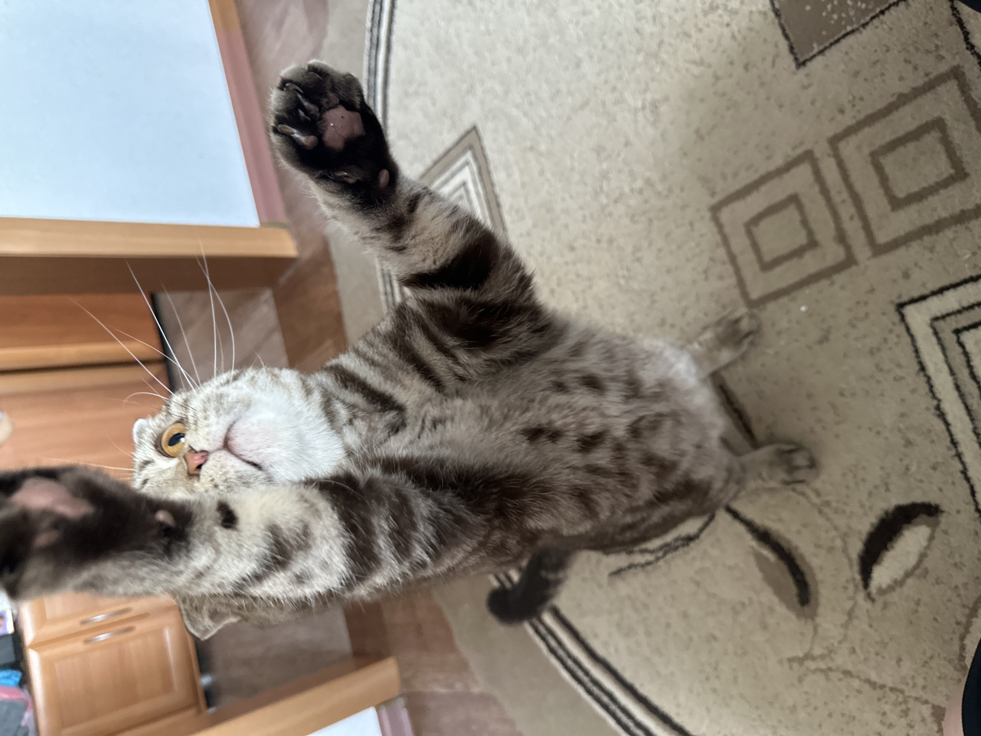 A light-brown and gray tabby cat is viewed from a high angle, looking up with paws outstretched toward the camera. The cat has short, folded ears and amber-colored eyes. Its fur is marked with dark brown stripes. The paws are dark with pink paw pads. The cat is standing on a carpet with a geometric pattern in beige and brown shades. A light-brown wooden cabinet is visible on the left side of the image.