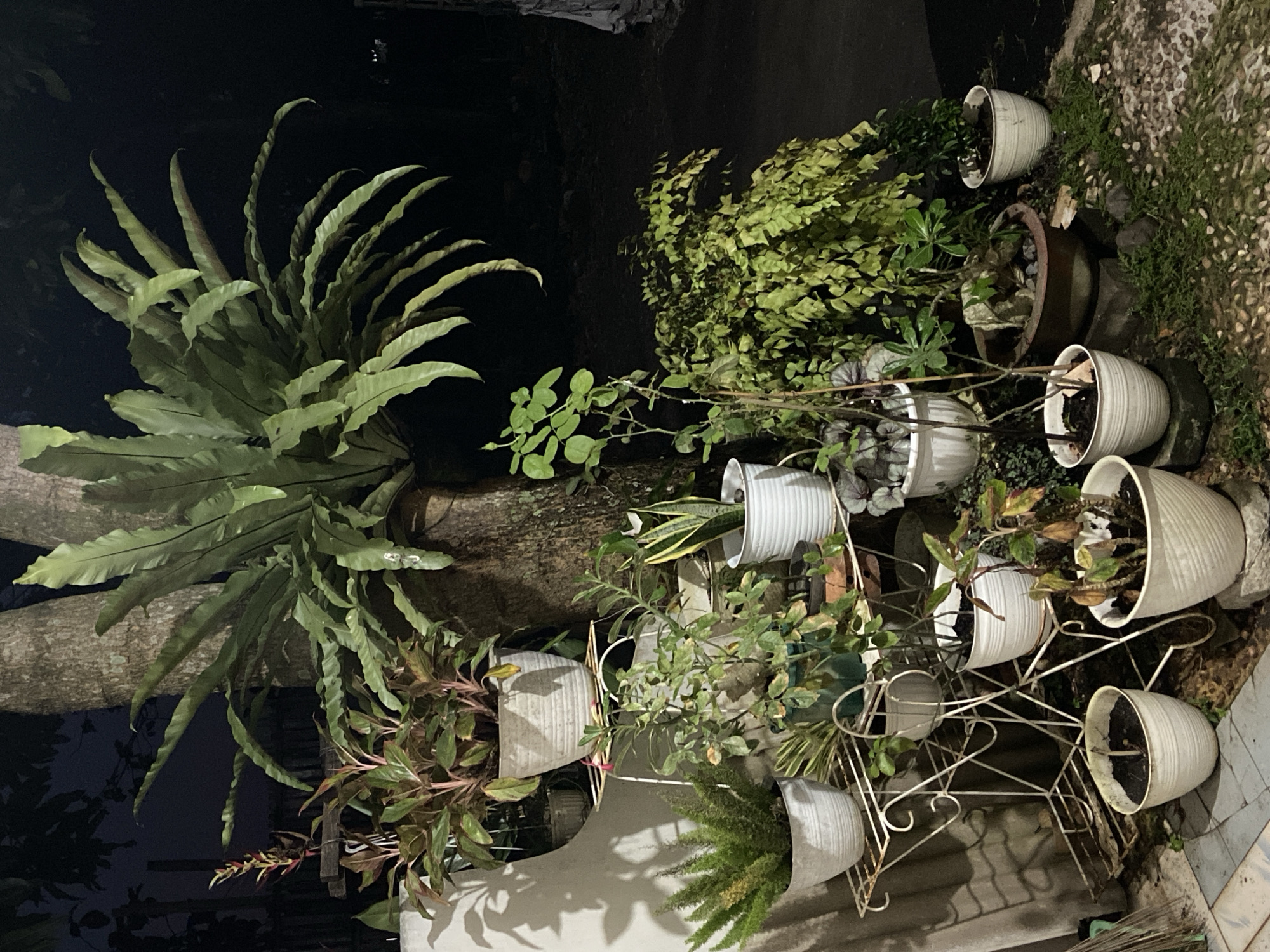 This media file shows an outdoor arrangement of potted plants at night in Margorejo, Indonesia. The scene features a variety of greenery, including a large bird's nest fern, various leafy plants, and a snake plant, all housed in different types of pots. Some pots are white and ribbed, while others are dark-colored and ceramic. The plants are situated on the ground, against a tree trunk, and on a white metal plant stand. The ground appears to be covered with small pebbles and grass. The lighting suggests it is nighttime, possibly with artificial illumination highlighting the plants. The setting appears to be a garden or patio area. There is no visible text in the media file.