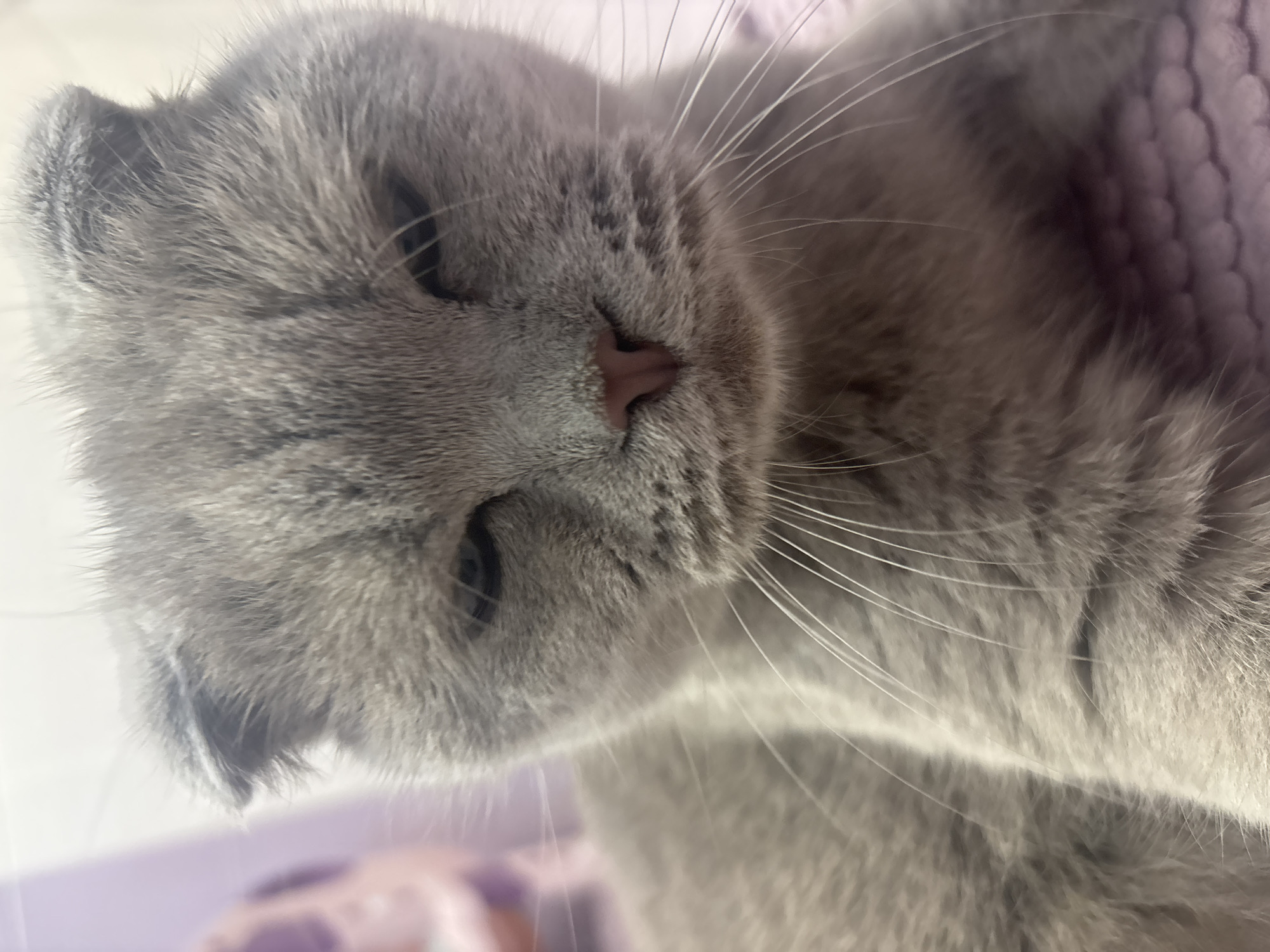 A close-up, eye-level indoor photograph captures a gray Scottish Fold cat, displaying its characteristic folded ears. The cat's eyes are nearly closed, conveying a relaxed or drowsy state, and its pink nose is visible at the center of the frame. White whiskers extend prominently from both sides of its muzzle. The cat's fur is a uniform, dense shade of gray. In the background, a soft, blurred light purple object is visible on the left, contrasting with a light, indistinct surface to the right and top. The bottom portion of the image shows a textured, light purple fabric, possibly a blanket with a quilted pattern, beneath the cat's lower face and chest. The scene is illuminated by soft, diffused light. Location: Unknown, Unknown.