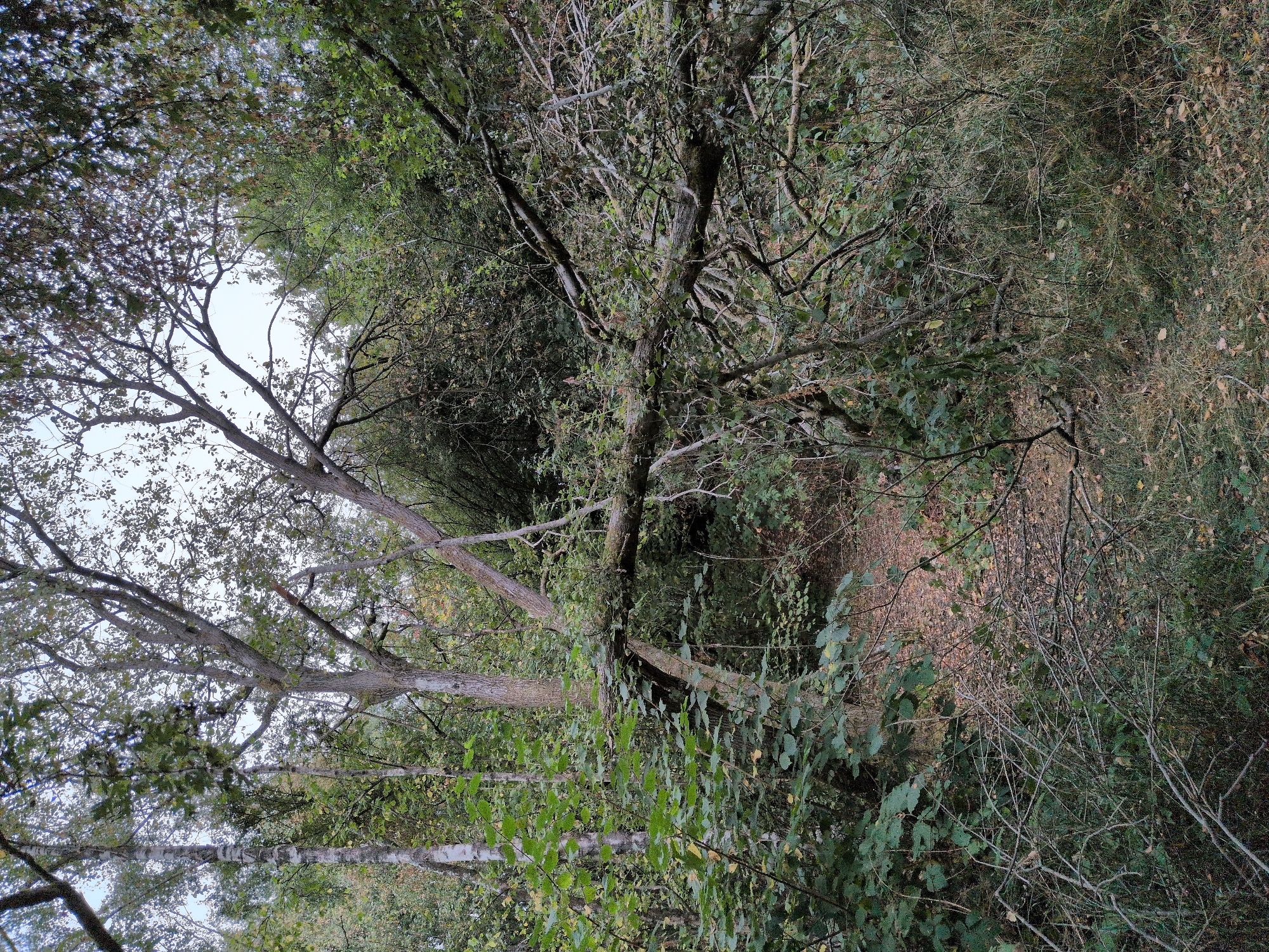 A fallen tree obstructs a woodland path in Dawley, United Kingdom. The tree trunk, thick and weathered, lies horizontally across the path, its branches fanning out and entangled with the surrounding undergrowth. Green foliage, interspersed with the dull brown of fallen leaves, covers the ground and climbs the fallen tree. The scene is dense with trees, their trunks varying in width and texture, some with pale, smooth bark, others rough and darker. The canopy overhead is thick, allowing only dappled light to filter through. The path itself is barely discernible, covered in leaf litter and broken twigs. The overall impression is one of a wild, untamed natural environment, where nature is reclaiming the space.