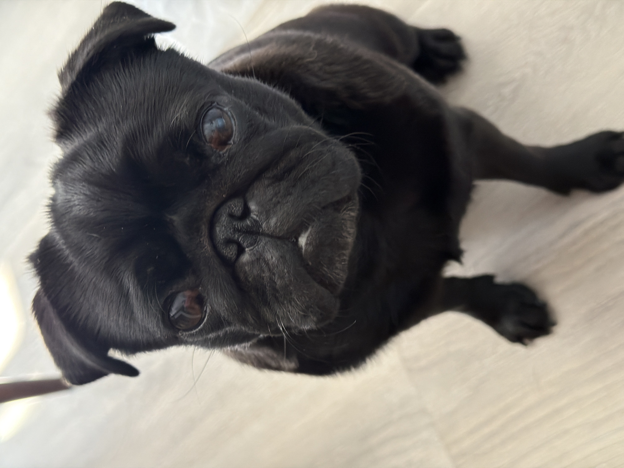 A black pug dog is sitting on a light-colored wooden floor. The dog's head is tilted slightly to the left, and it is looking directly at the camera. Its eyes are dark brown, and its nose is black and wrinkled. There is a small white patch of fur on its muzzle. The dog's ears are floppy and black. The background is blurred, but it appears to be an indoor setting with a light-colored wall and a hint of a chair leg. There are no people visible in the image. This image was taken in the city of Sirius, Russia.
