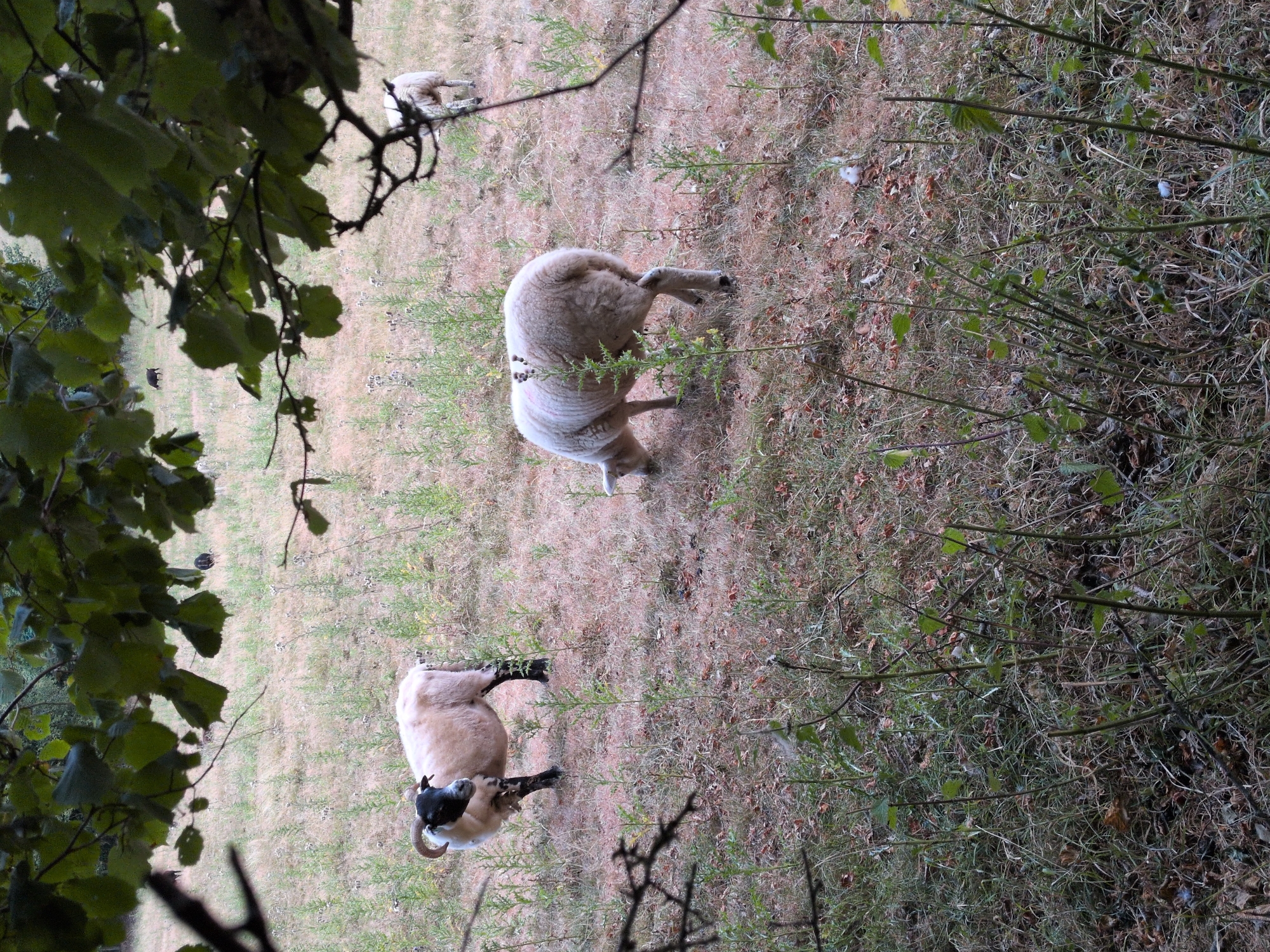 A sheep with a black head and white body is standing in a field. Its head is turned to the left, and it has curved horns. Behind this sheep, another white sheep is grazing with its head down. In the background, a dark-colored animal, possibly a pig or a sheep, is visible. The field is covered in dry grass and scattered green plants. Overhead, branches and leaves of a tree frame the scene. The location is identified as Little Wenlock, United Kingdom.
