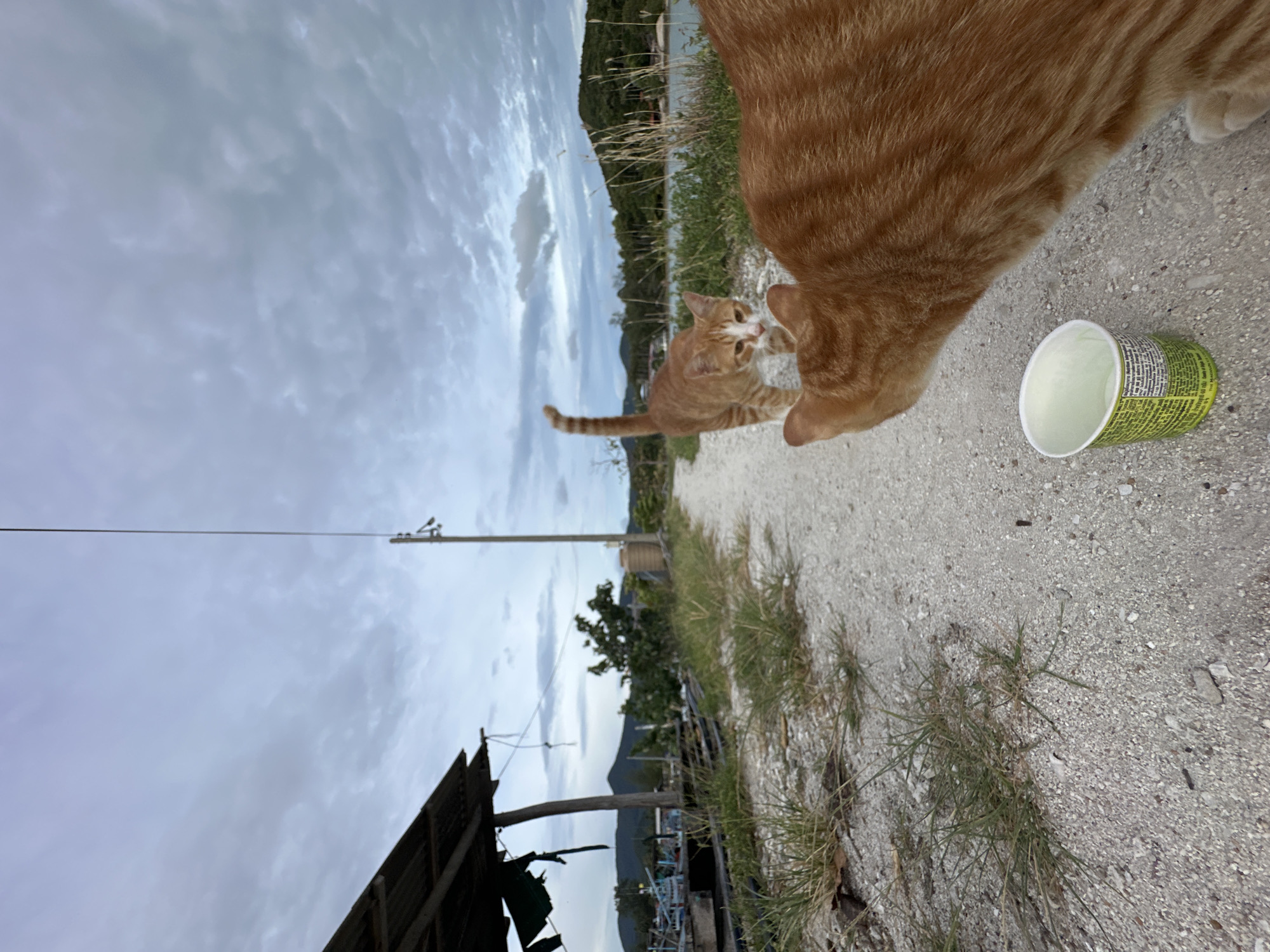 Two orange tabby cats are on a dirt path near a body of water. A paper cup is on the ground in the foreground. In the background, there is a dilapidated structure, several boats, trees, hills, and a cloudy sky. The scene is located on Ko Pha-ngan District, Thailand.