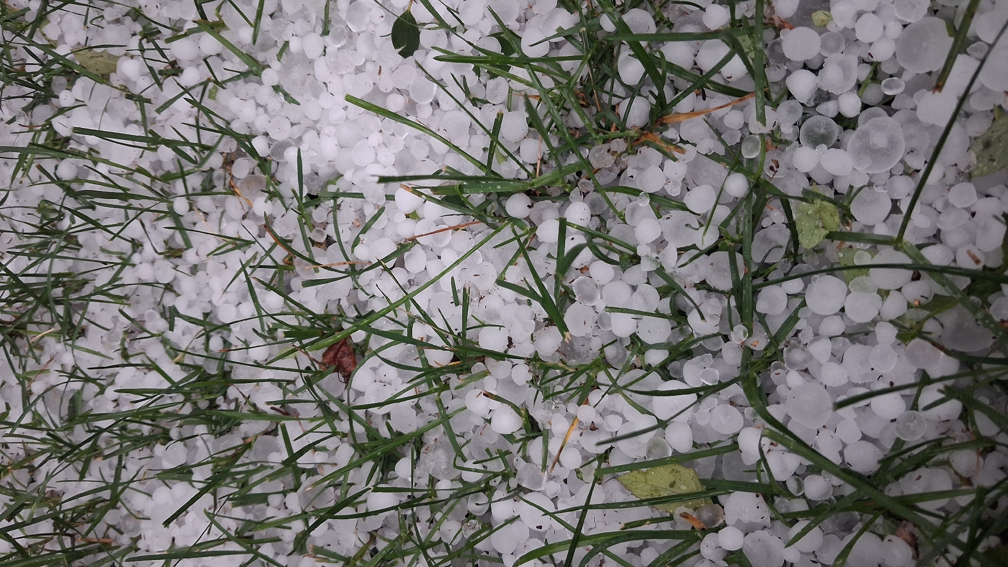The image shows a close-up view of a lawn covered in hailstones and grass. The hailstones are of varying sizes, mostly small and round, with some appearing larger and more irregularly shaped. They are white and translucent, and some have melted slightly. The grass is green and appears wet, with blades scattered throughout the frame. The overall scene suggests a recent hailstorm. The image was taken in Novosibirsk, Russia.