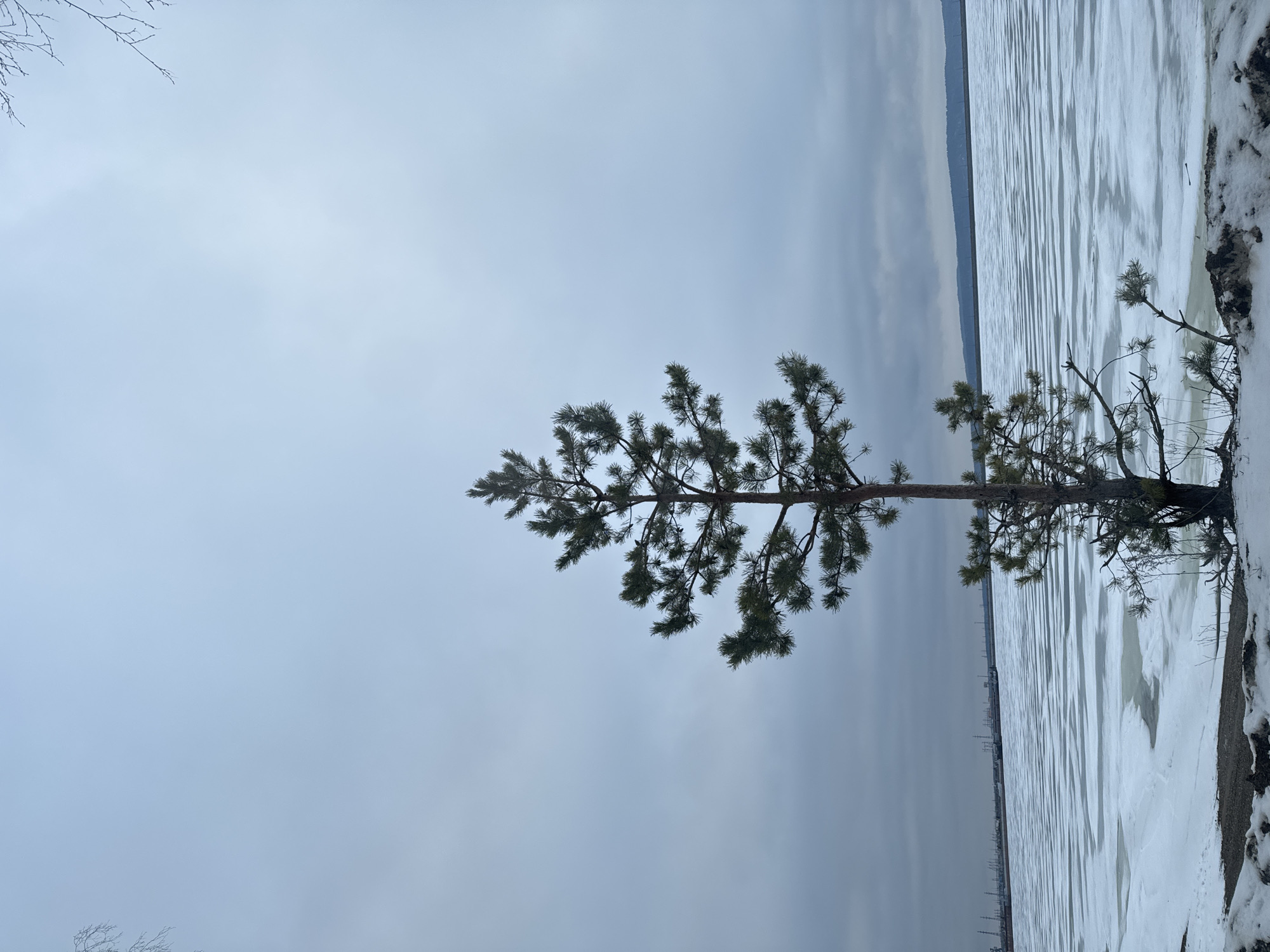 The image depicts a winter scene, likely taken in Chaikovsky, Russia, due to the presence of industrial infrastructure on the horizon. A solitary pine tree stands at the edge of a frozen body of water, possibly the Kama Reservoir. The ice is covered in patches of snow. The sky is overcast, creating a flat, gray light. There is no indication of people or animal life present.