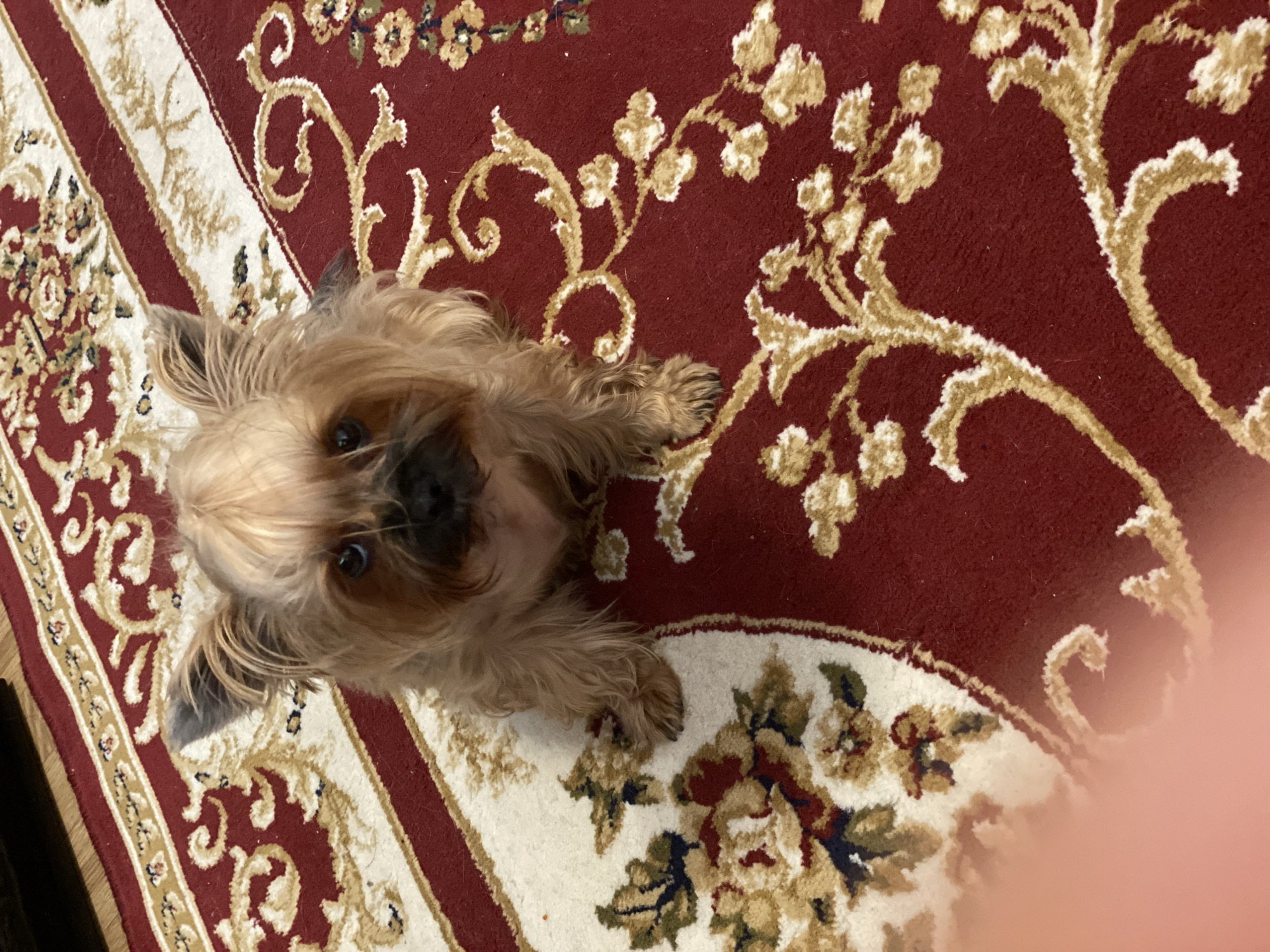 A small, tan dog sits on a red carpet with a floral pattern. The dog has dark eyes, a black nose, and fluffy fur. Its ears are pointed upwards. The carpet features intricate designs in cream and gold. The scene appears to be indoors. No specific location in Zhodzina, Belarus, can be determined from the image.