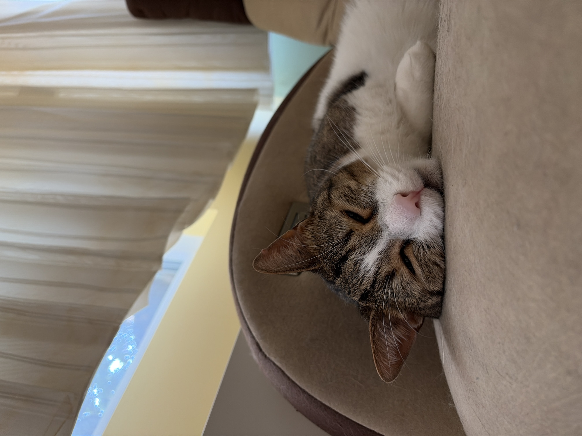 A tabby and white cat sleeps soundly on a tan cat bed, its body stretched out and paws tucked in. The cat's eyes are closed, and its pink nose is prominent. The background shows a window with sheer curtains and a hint of the outdoors. The scene appears to be indoors, likely in a residential setting.