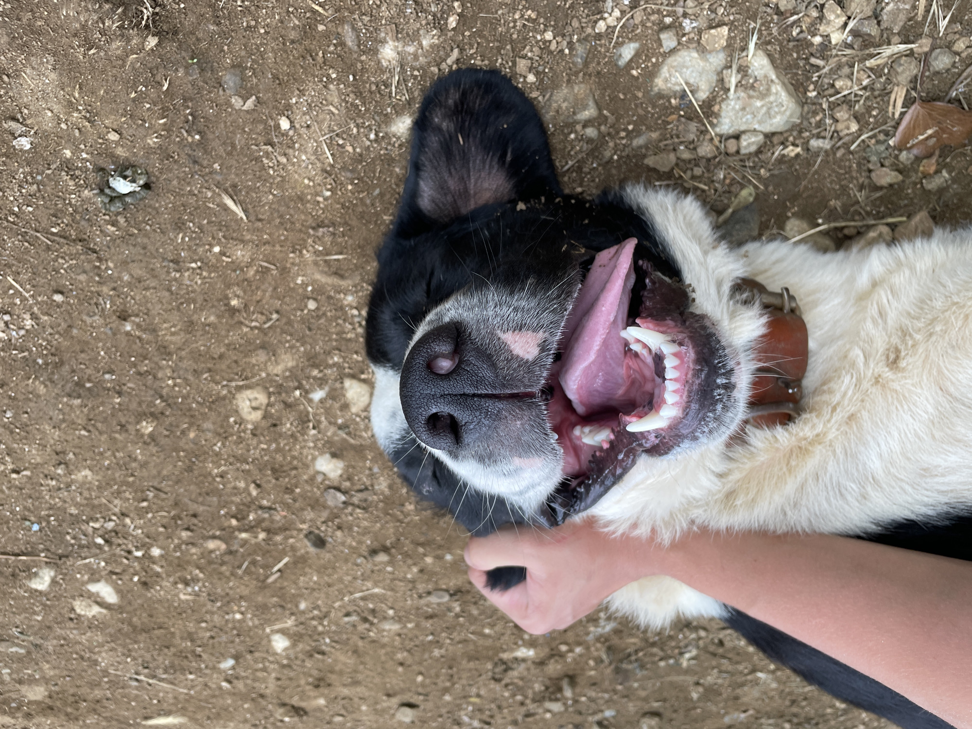 The image shows a close-up, overhead view of a black and white dog lying on its back on the ground. The dog's mouth is wide open, revealing its pink tongue and white teeth. A person's hand is visible, gently holding the dog's paw or chin. The ground appears to be dirt and small stones, with some dry grass and leaves scattered around. The lighting suggests it is daytime, likely outdoors in a natural or semi-natural setting. The dog's expression, with its mouth open and tongue out, could indicate playfulness, panting from exertion, or simply relaxation. The overall scene feels casual and relaxed, possibly a moment of interaction between the dog and its owner or caretaker. There is no visible text in the image. The provided location context indicates Zlatograd, Bulgaria, suggesting the photo was taken there.
