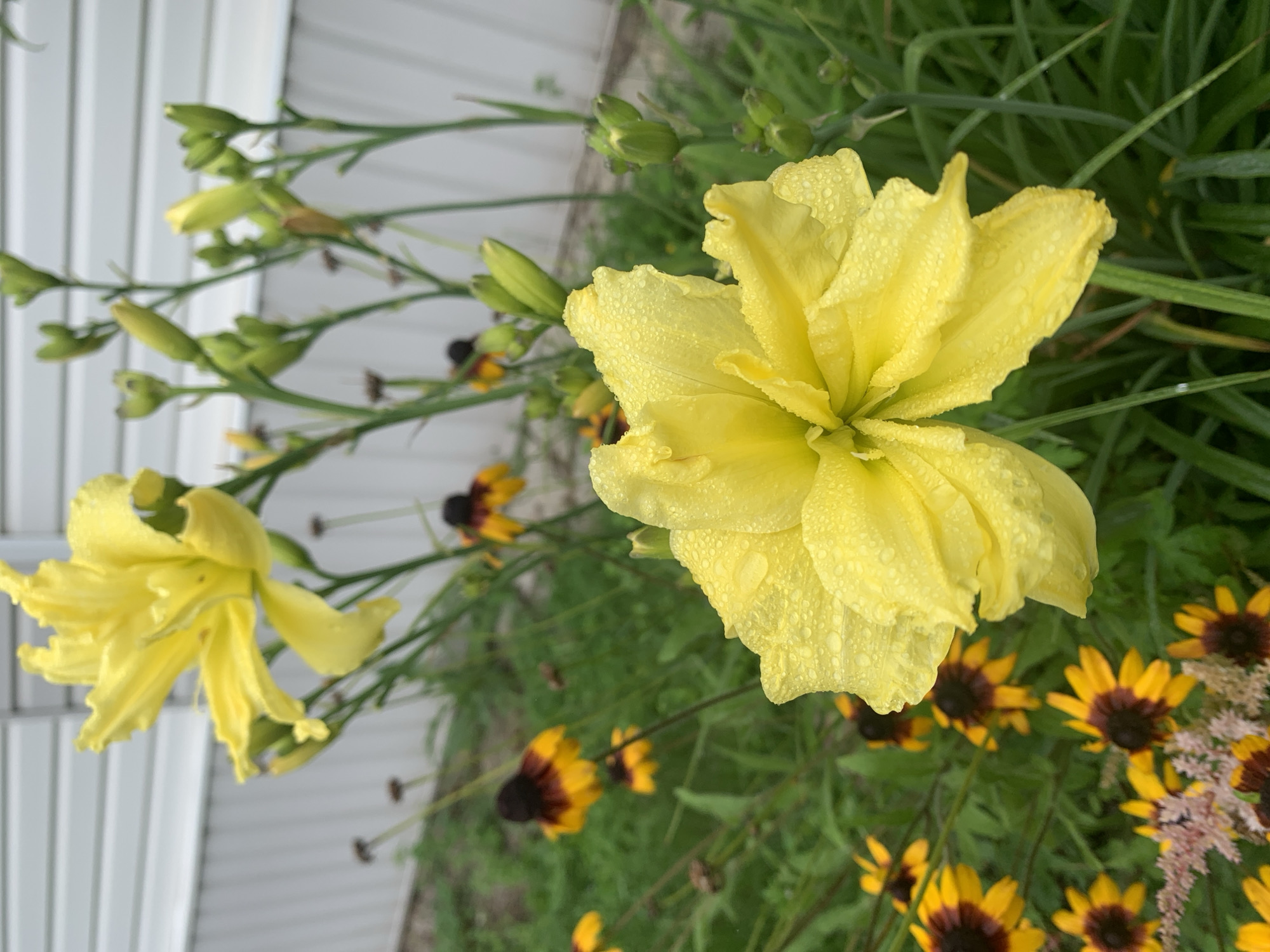 In a garden setting, a close-up view showcases a vibrant yellow double-petal daylily with dew drops clinging to its surface. Behind the daylily, a cluster of dark-centered yellow flowers, likely Black-Eyed Susans, are visible along with green foliage and unopened flower buds. The background features a light-colored, horizontally-paneled structure, possibly a building or fence. This scene is located in the city of Kavalerovo, Russia.