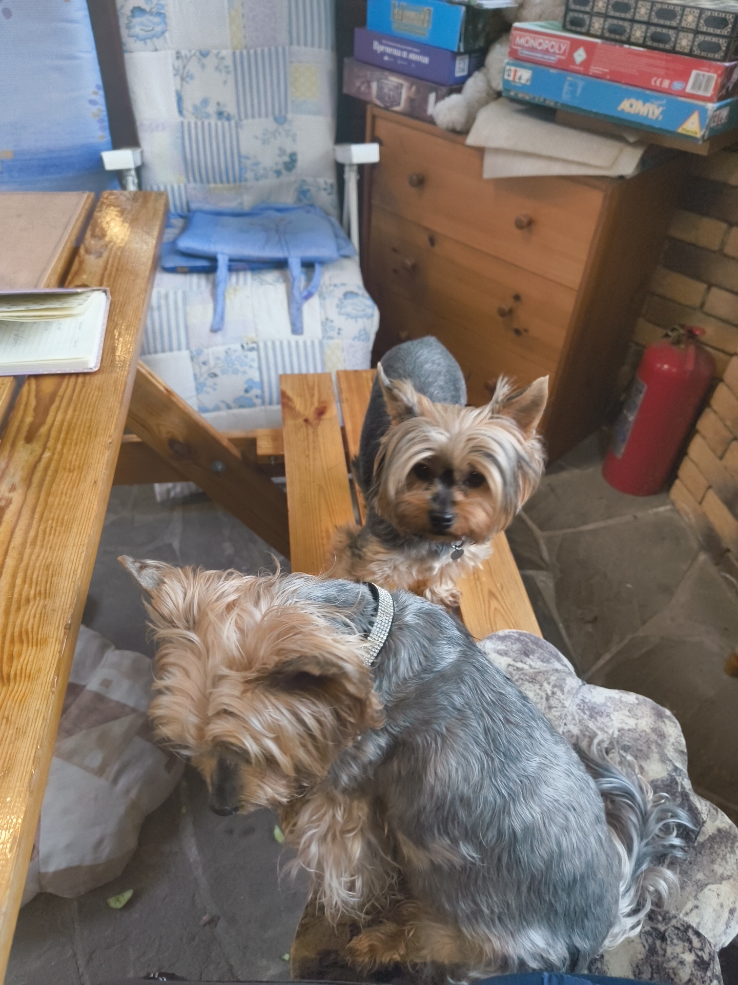 The image captures an indoor scene, likely a room or porch, with two Yorkshire terriers as the primary subjects. One dog, in the foreground and slightly to the left, has its head down and is looking away from the camera. Its fur is predominantly tan with grey undertones, and it is wearing a sparkly collar. The second dog, positioned behind and to the right of the first, is looking directly at the camera with alert eyes. This dog also has tan and grey fur. Both dogs are seated on what appears to be a cushioned chair or bench.
To the left of the dogs, a wooden table is visible, with an open notebook or book resting on it. The background reveals elements of a domestic setting. A chair with a blue cushion and a patchwork fabric is behind the dogs. Further back, to the right, a wooden dresser is stacked with board game boxes, including ones labeled "MONOPOLY" and "AGMITY." A bright red fire extinguisher stands against a brick wall to the far right. The floor appears to be tiled or stone. The presence of a fire extinguisher, board games, and the rustic wooden furniture suggests a potentially recreational or storage area within a home or a shared space, possibly a dacha given the likely location in Востец Снт, Russia. The overall impression is that of a relaxed, informal environment where the dogs are comfortable.