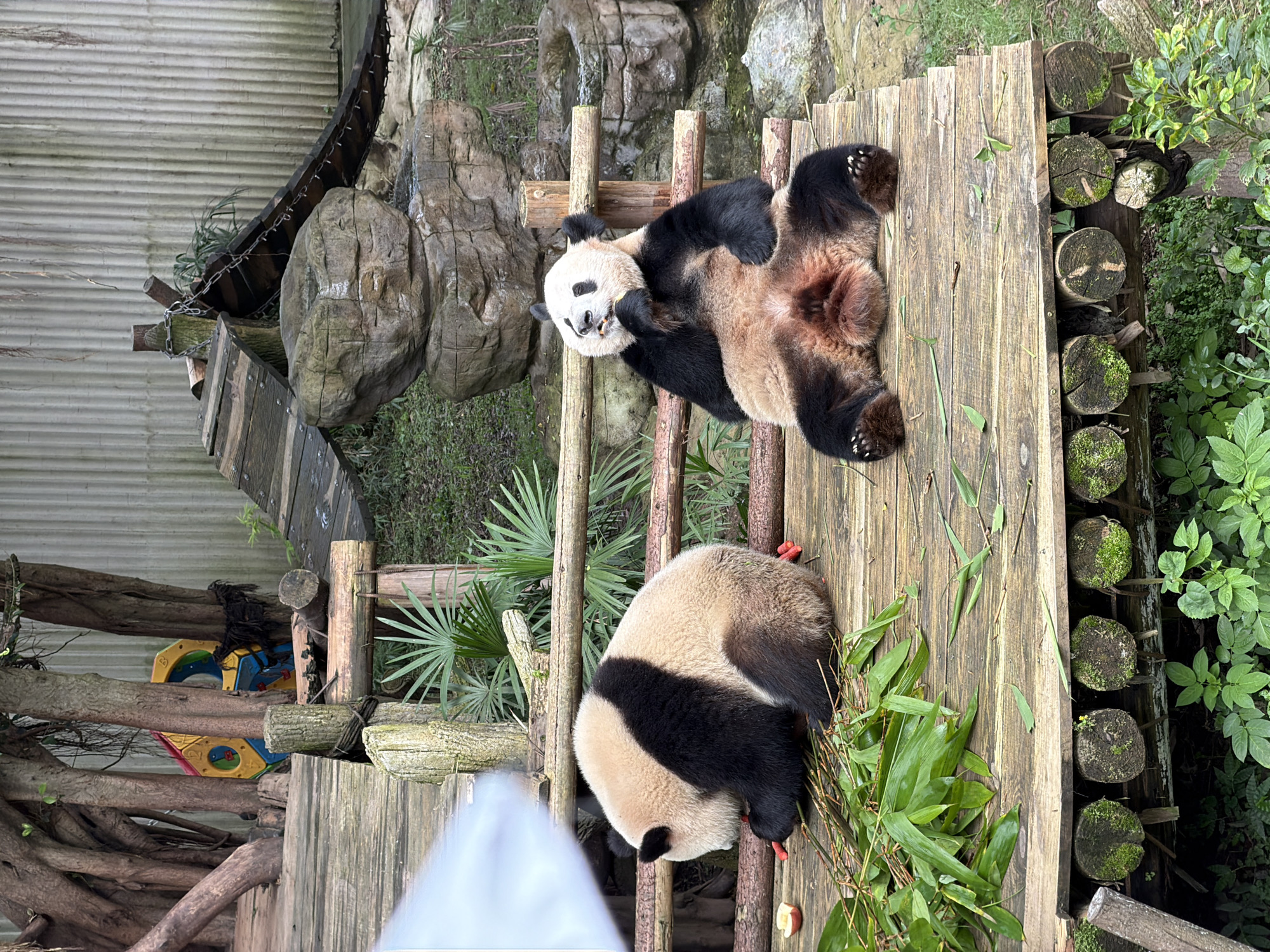 Two giant pandas are in an outdoor enclosure, likely a zoo or wildlife park. The enclosure features a wooden platform, rustic wooden fencing, and natural elements like trees, rocks, and plants.
The panda on the left is seated on the wooden platform, facing away from the camera and towards a pile of bamboo shoots and what appear to be small pieces of fruit. It is actively eating. The panda is predominantly black and white with its characteristic markings.
The panda on the right is also seated on the wooden platform, facing the camera. It is in a relaxed, reclined position with its legs spread. This panda has its paws near its mouth and appears to be eating something or examining its paws. Its fur is also the typical black and white of a giant panda, with some reddish-brown fur on its underside.
In the background, there are more wooden structures, including a ramp-like walkway and what looks like a colorful play structure partially obscured by trees. A corrugated metal wall is visible behind the wooden elements and trees, suggesting the enclosure might be part of a larger facility. The ground around the platform is covered in grass and foliage.
The scene depicts a naturalistic habitat designed for pandas, with enrichment features and food provided. The lighting suggests it is daytime, with some shadows indicating possibly overcast conditions or indirect sunlight. The overall impression is one of a peaceful moment in the lives of these animals in their habitat.
The location is identified as the Jiulongpo District, China, which is known for being home to the Chongqing Zoo, a prominent institution for giant panda conservation and display.