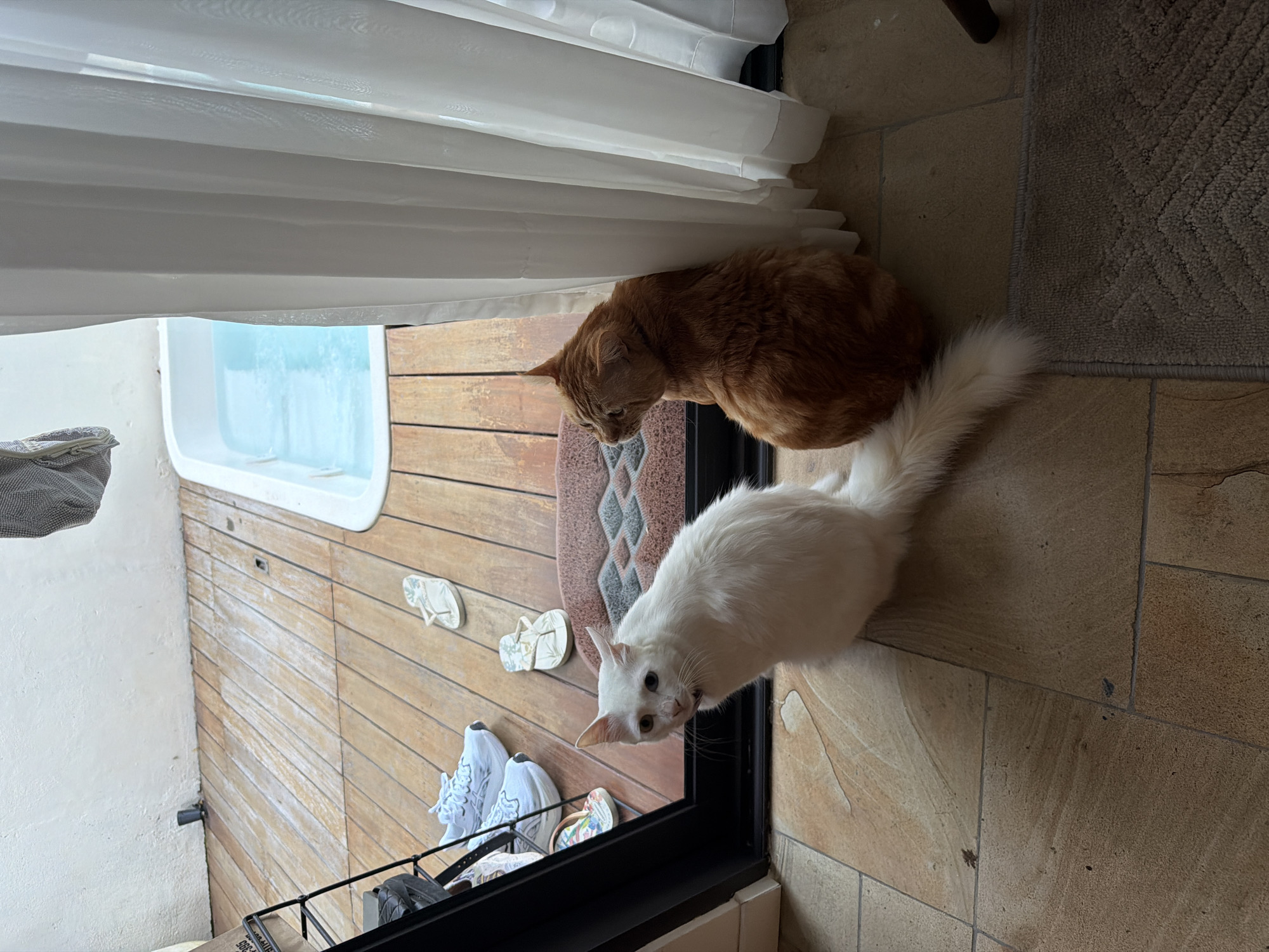 Two cats, one orange and one white, are positioned near a doorway. The doorway opens onto a bathroom with a wooden floor and a white bathtub. Several pairs of shoes and flip-flops are scattered on the floor near the doorway. A white curtain hangs above the doorway. The floor outside the bathroom is tiled, and a grey rug is present. The location is Unknown, Unknown.