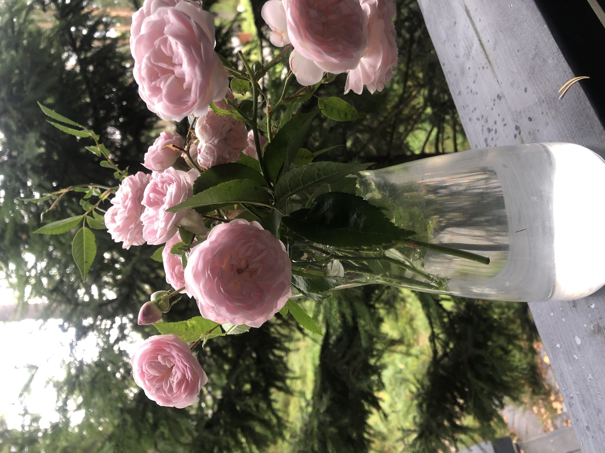 A close-up shot focuses on a clear glass vase filled with water and containing a bouquet of delicate pink roses. The roses, with their layered petals, are the primary subject, some fully bloomed and others still in bud. Lush green leaves and slender stems fill the vase. The vase sits on a weathered, dark grey wooden surface, possibly a railing or porch, which shows some water spots or debris. In the background, out of focus, is a dense green forest with tall evergreen trees, hinting at a natural, outdoor setting. The overall lighting suggests an overcast day, creating a soft and natural ambiance. There is no indication of human presence or activity in this image. The location is Arfa, Russia.